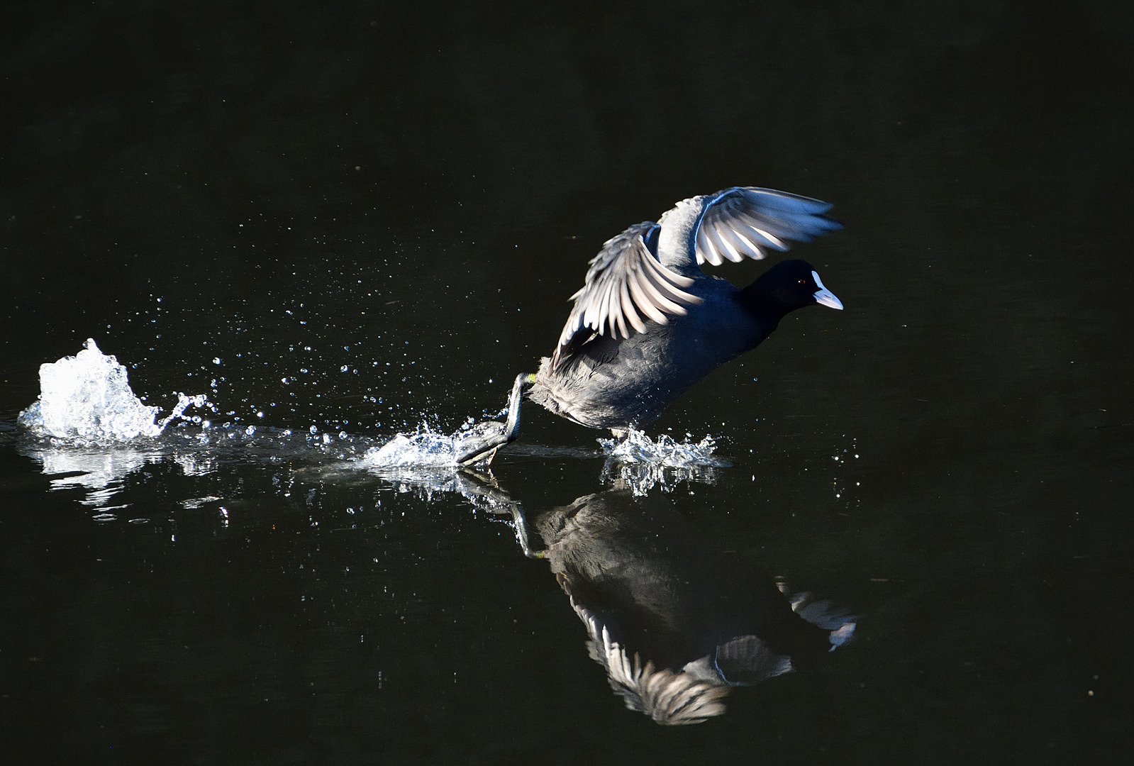 Walking on water is possible...