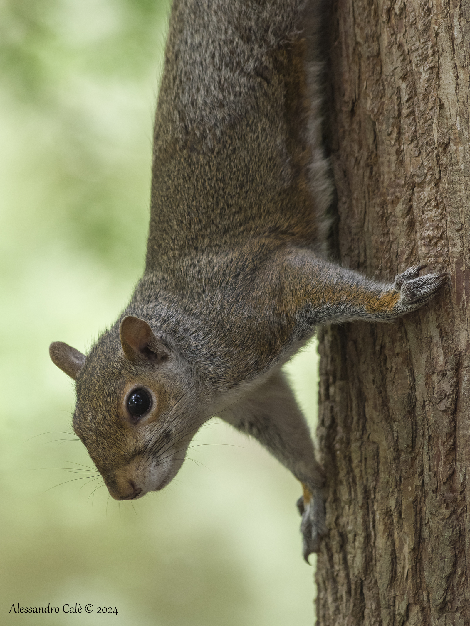 Sciuris carolinensis (Grey Squirrel) 6979