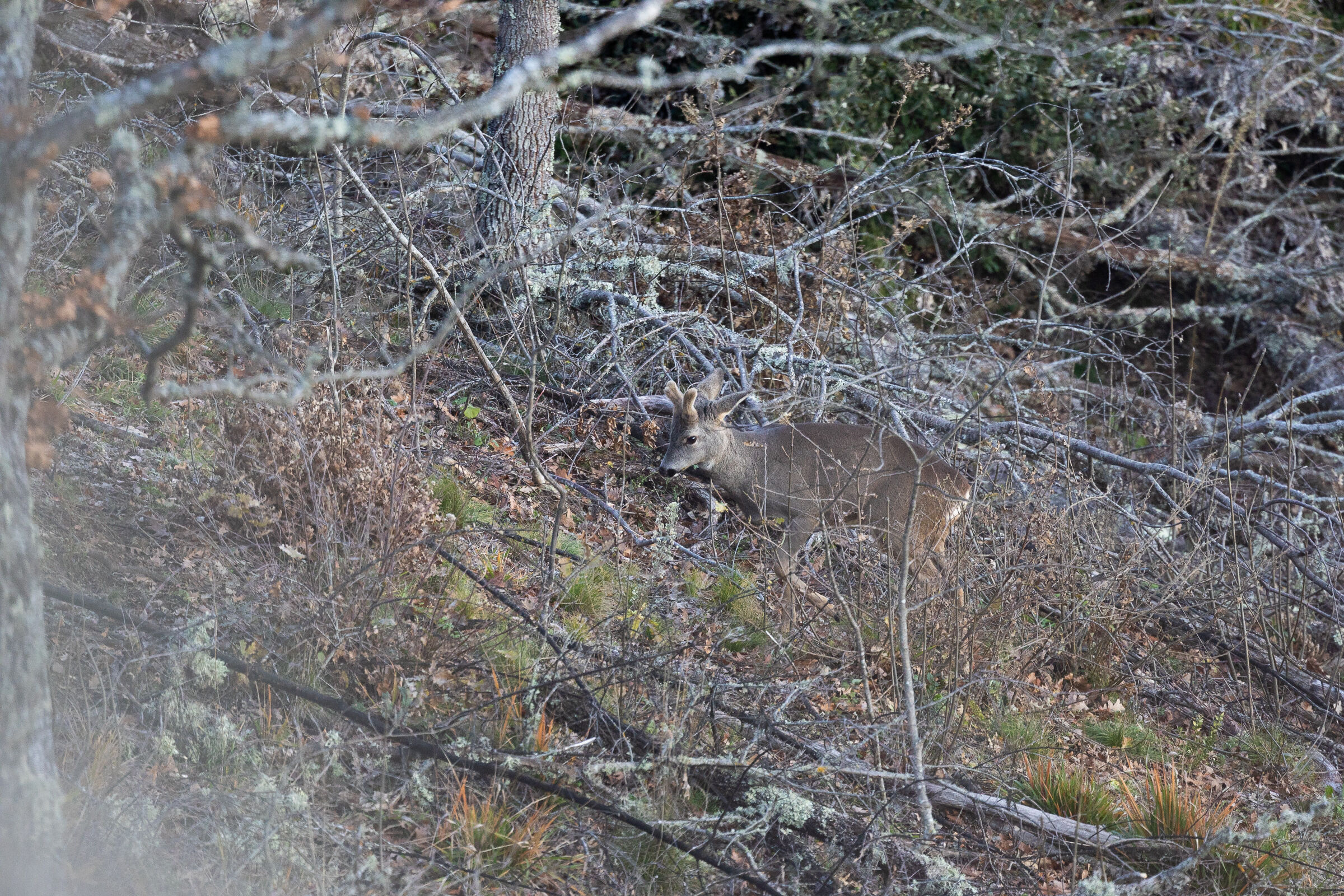 Capriolo