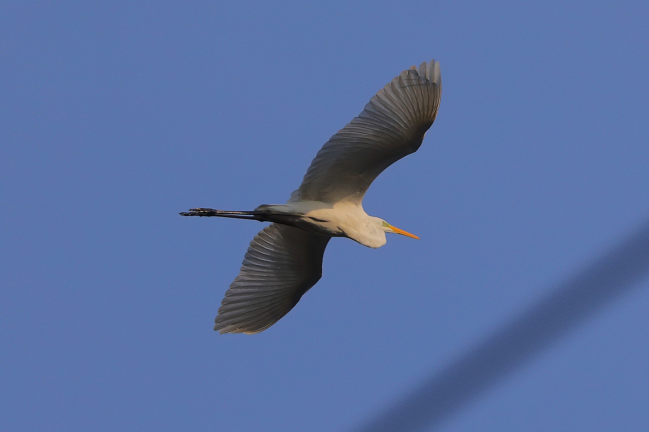 Airone BM 09 novembre 2024 - 0110