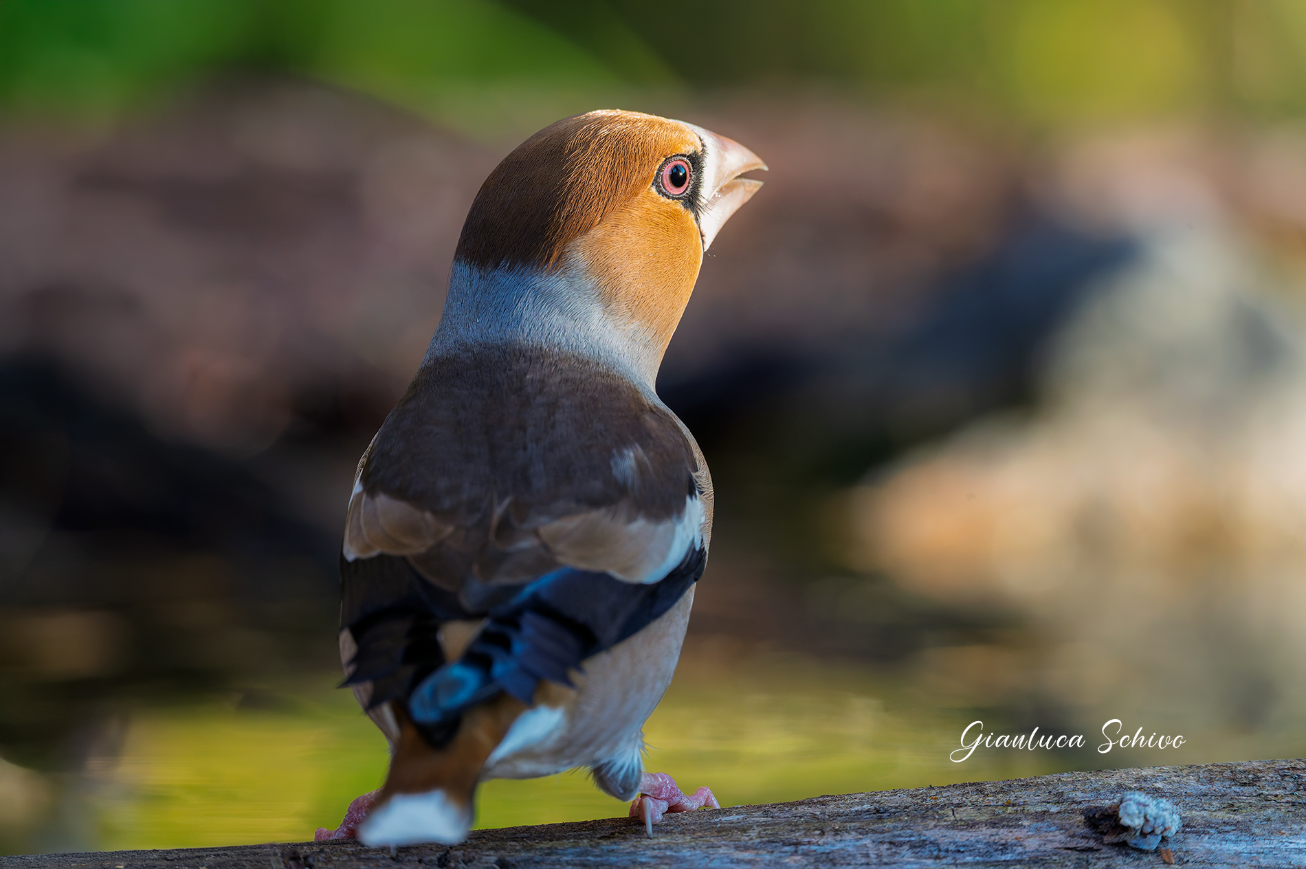 Hawfinch