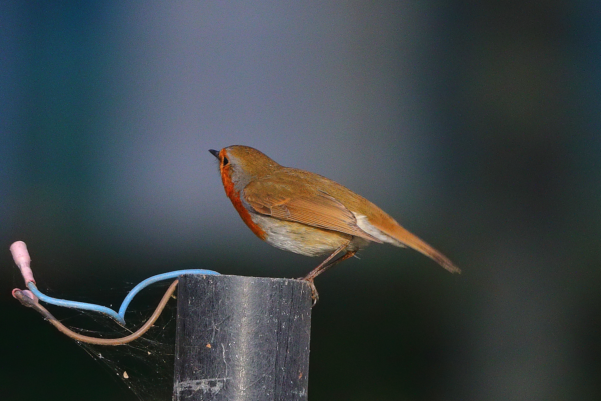 Pettirosso 05 dicembre 2024 - 0033