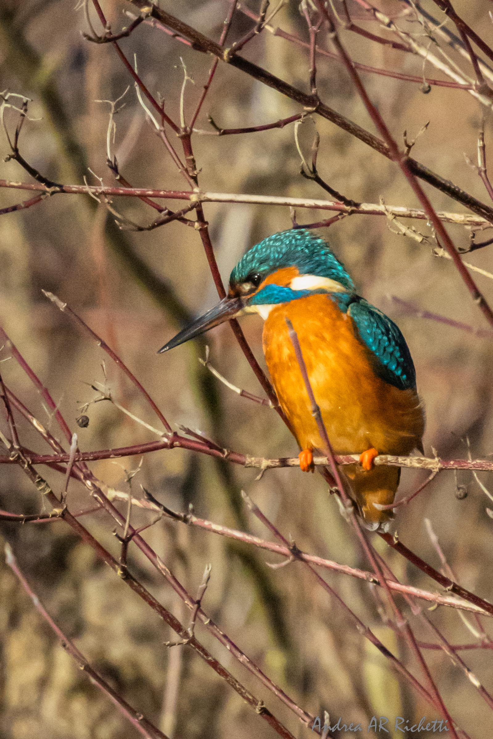 Kingfisher