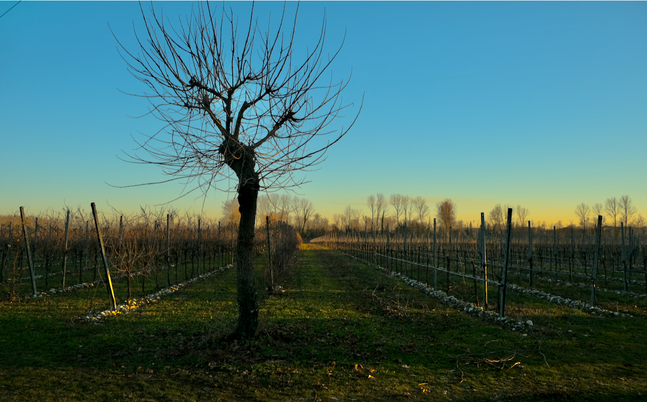 Vigneto nel tramonto d'inverno