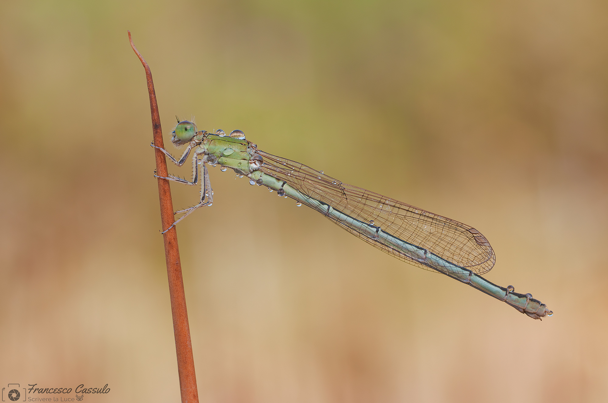 Ischnura elegans