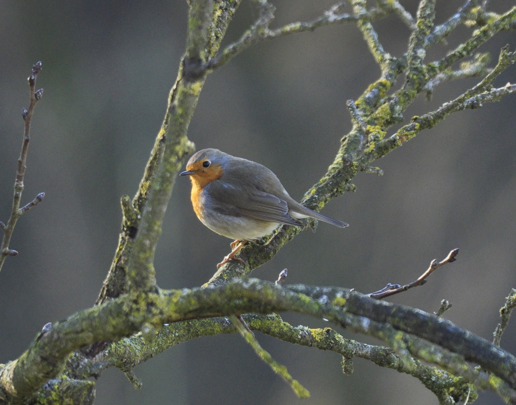 robin