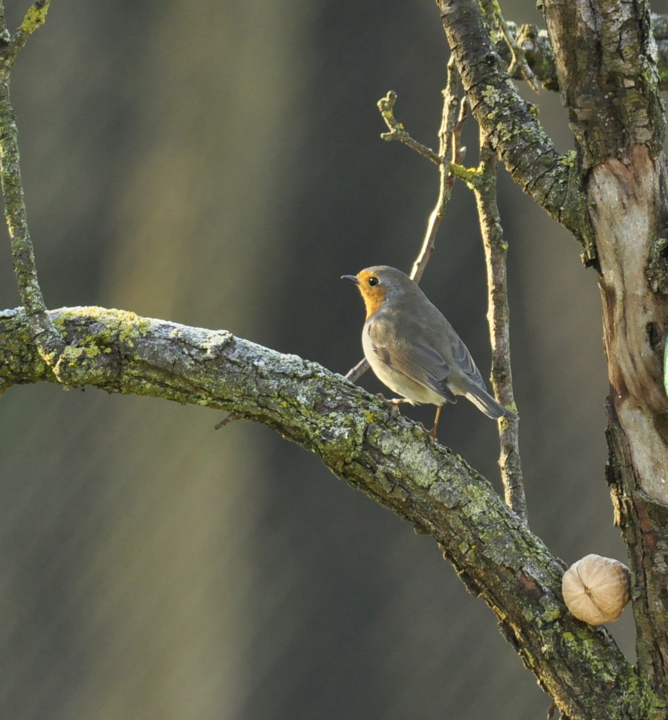 ROBIN II