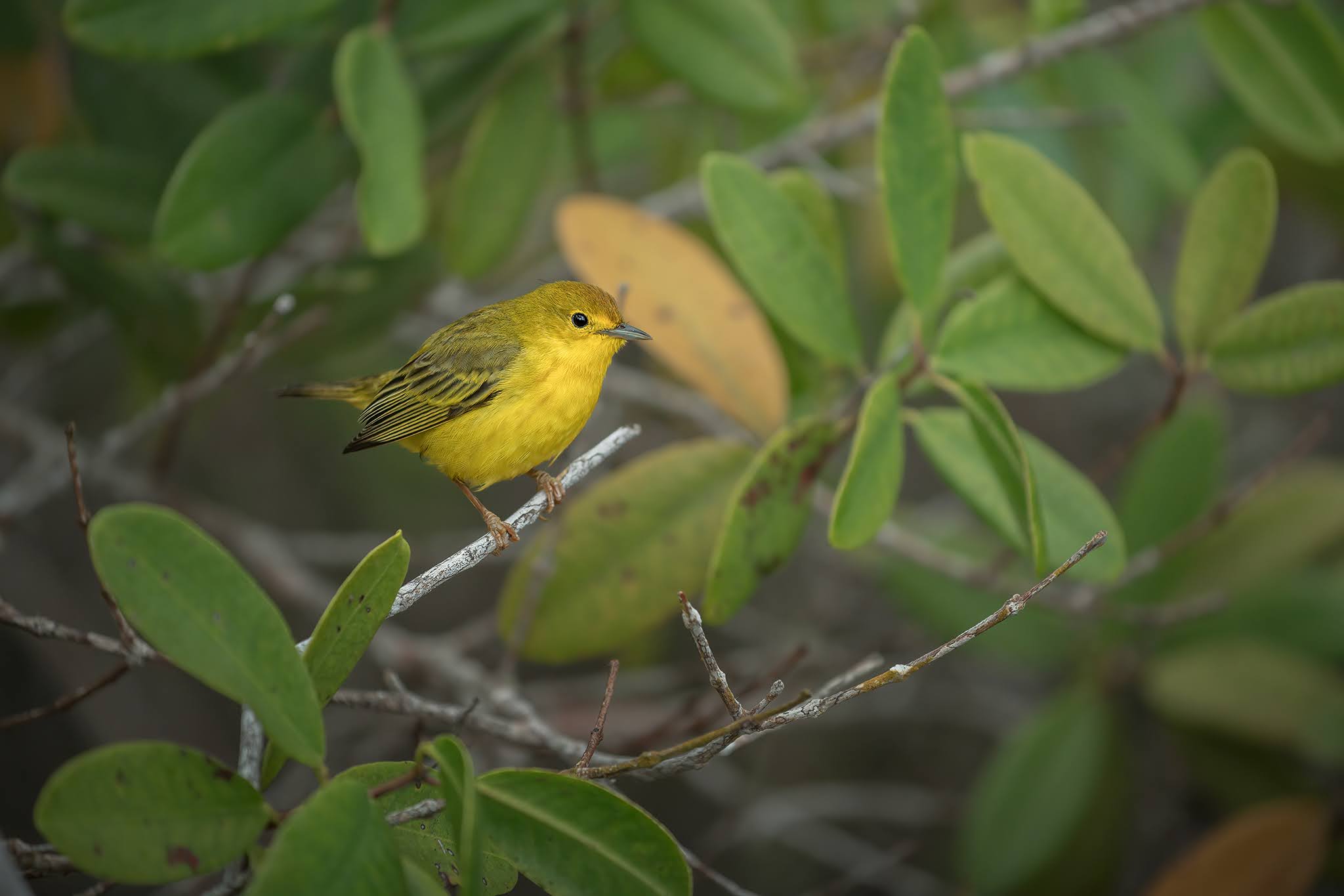 In the mangroves