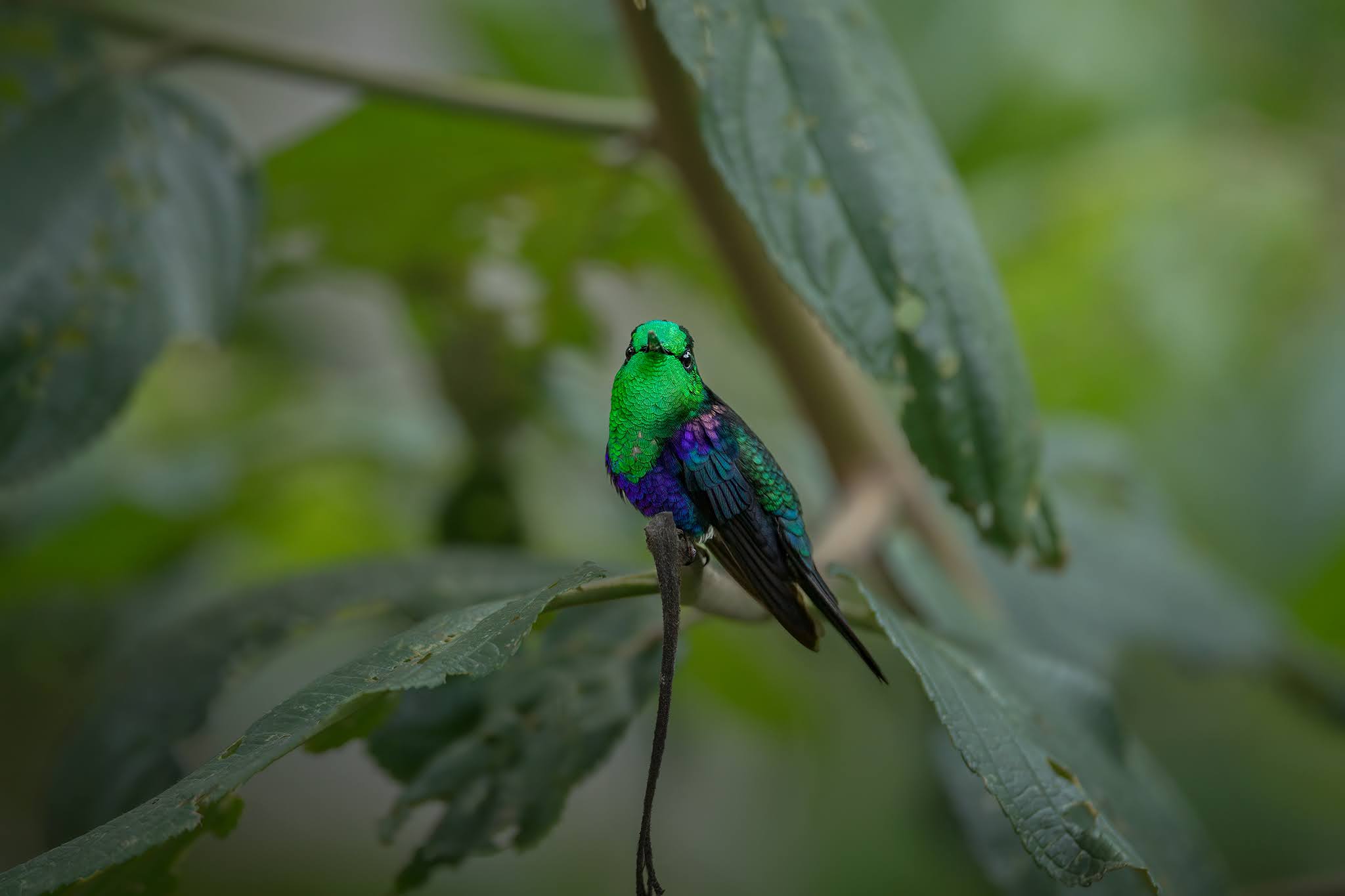 Cape Verde Dryad