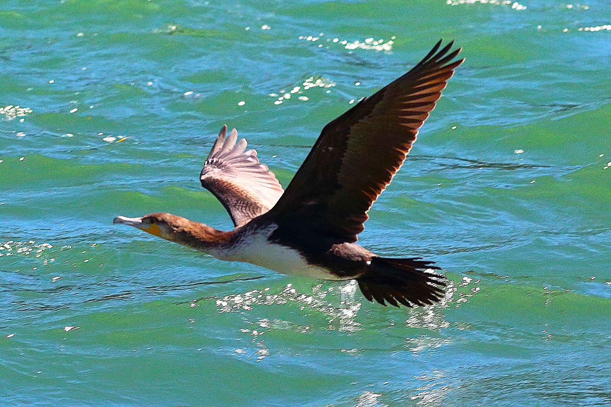 Cormorano 09 settembre 2024 - 0130