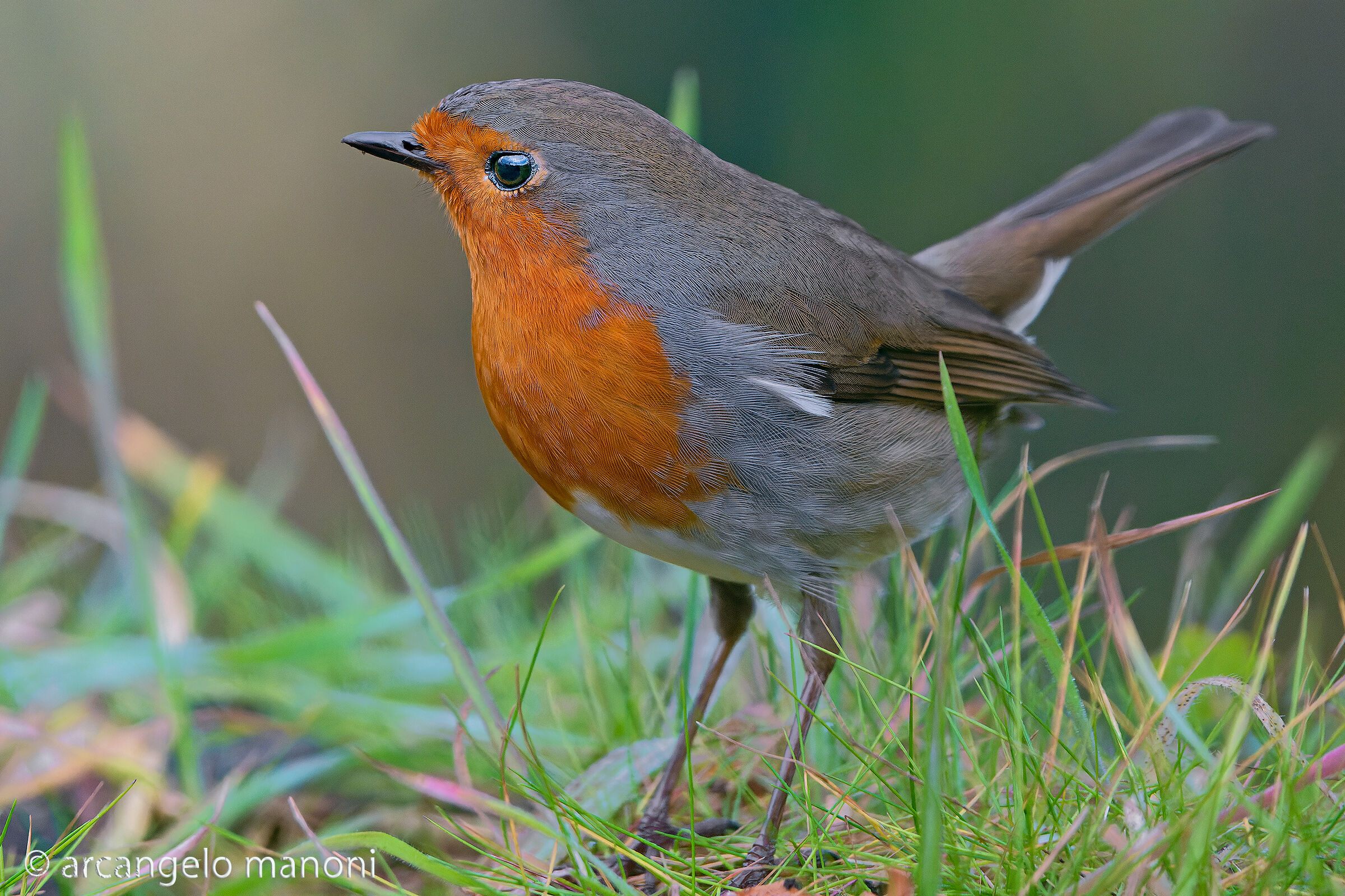 Robin on the grass