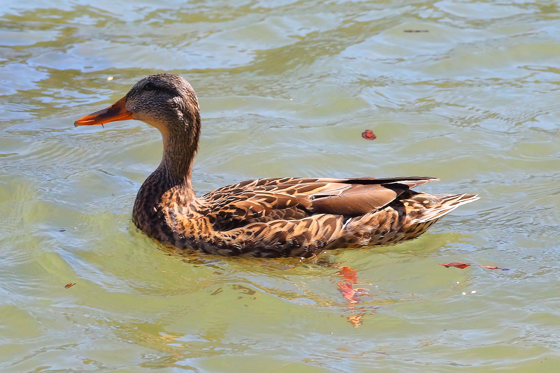 Anatra Dom 09 settembre 2024 - 0146