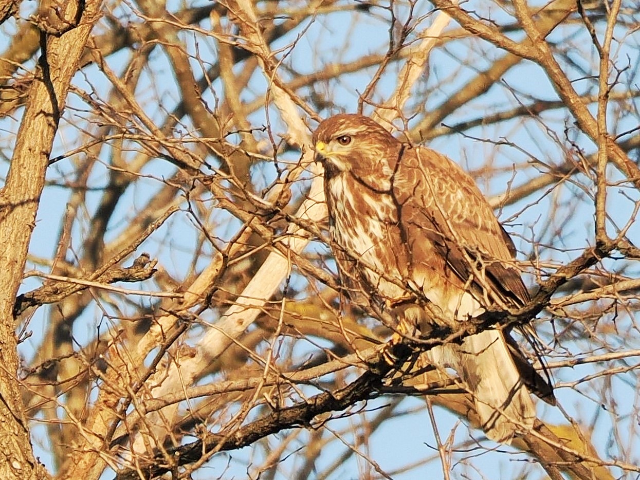 Hen Harrier female