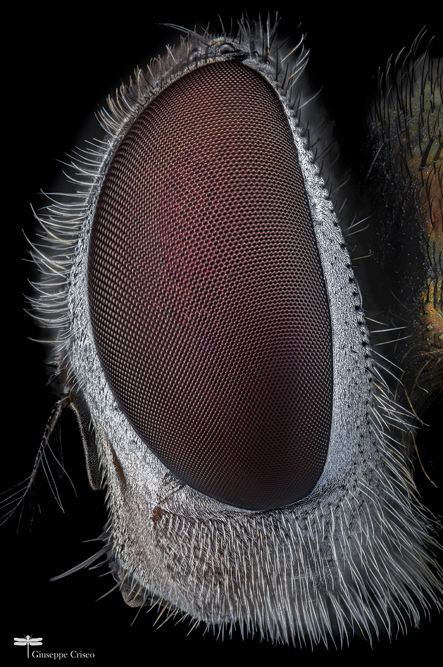 Lucilia sericata