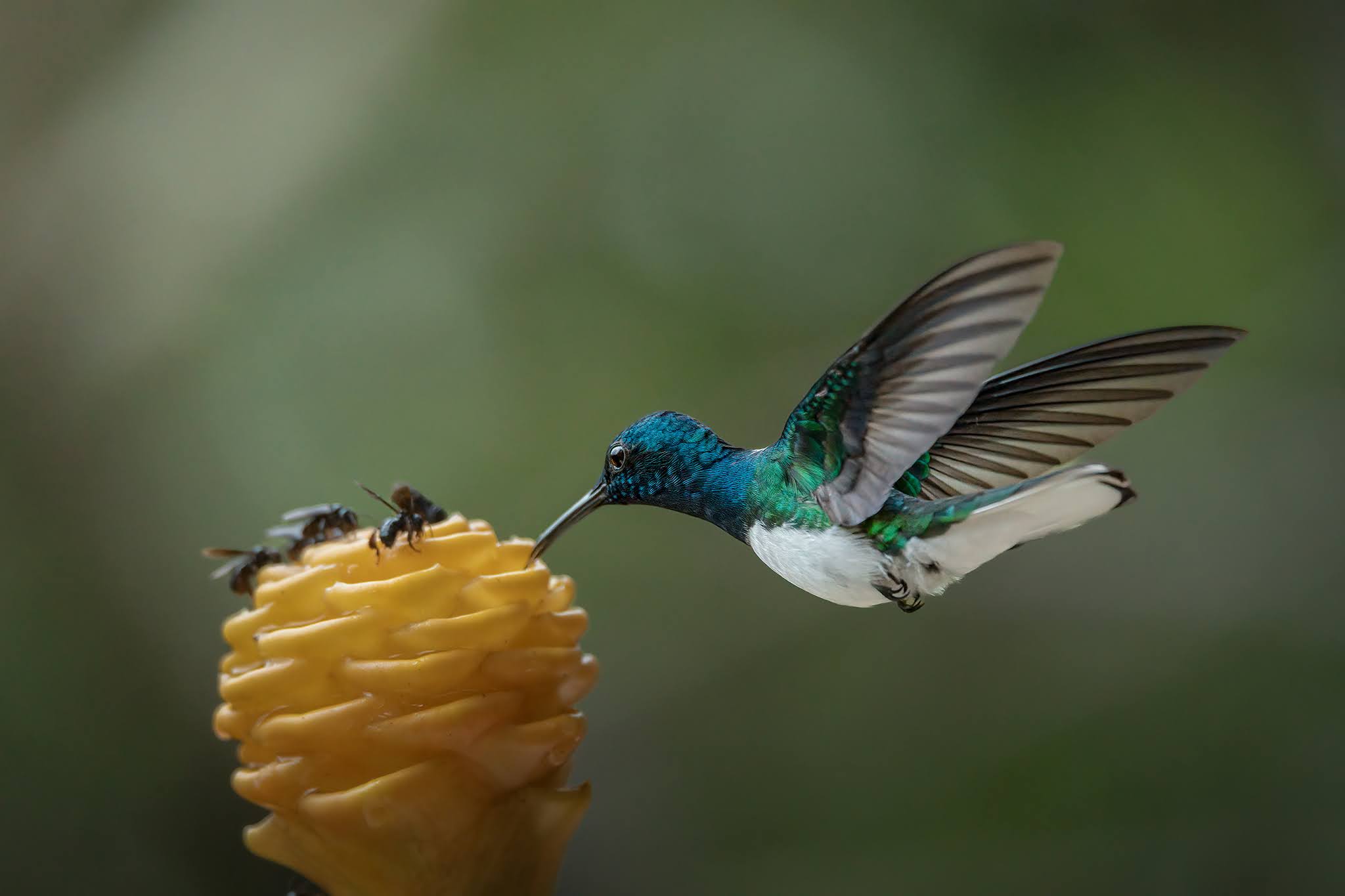 White-necked Jacobean