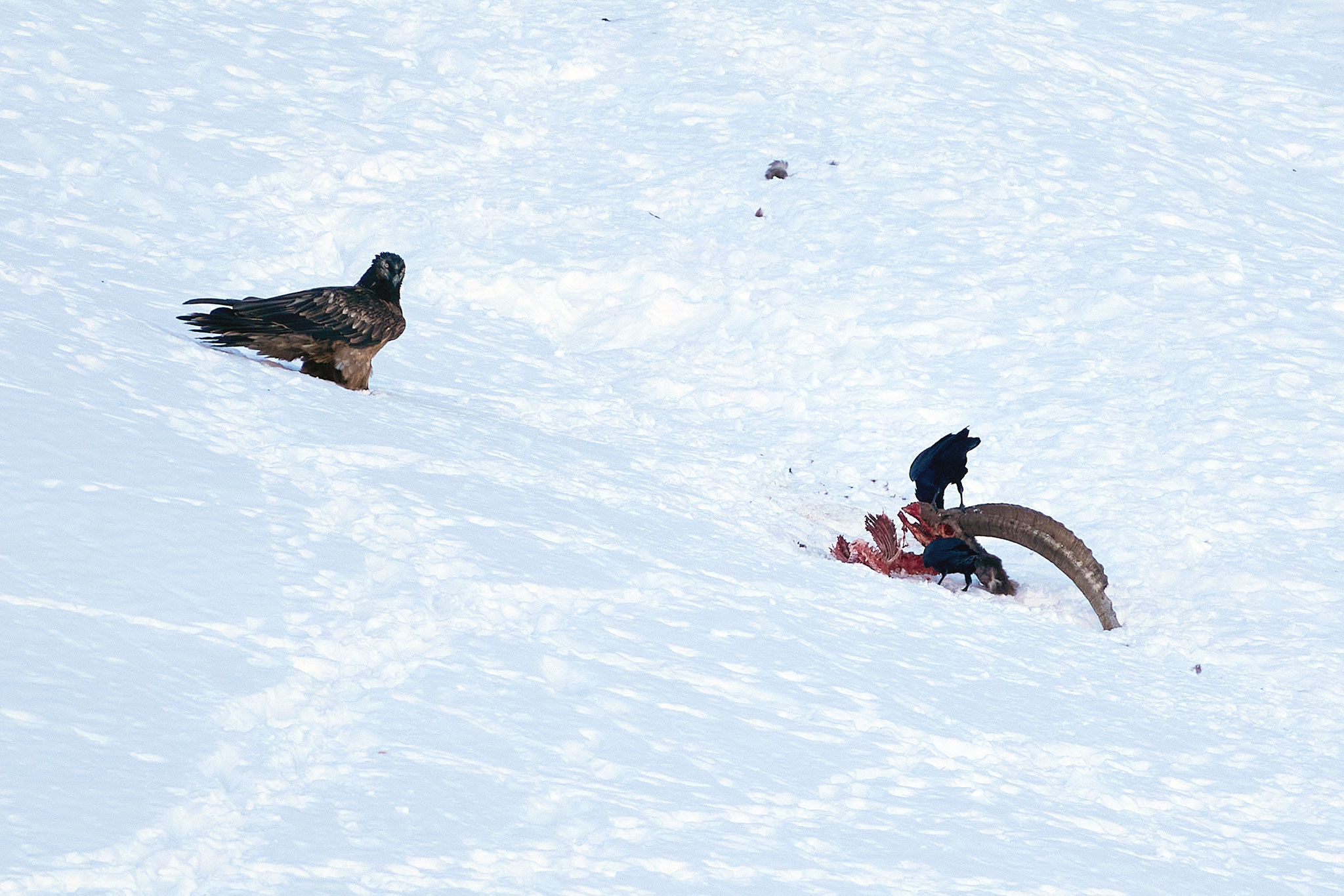 Young Bearded Vulture