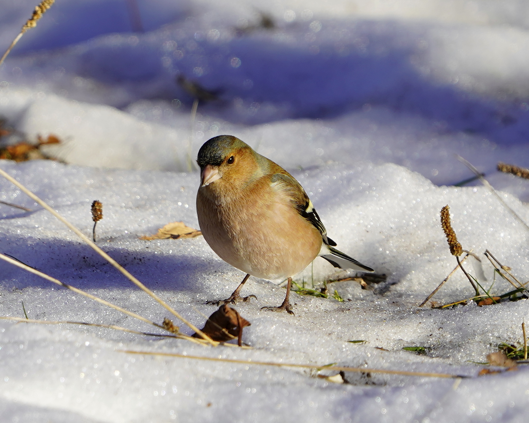 Chaffinch in the snow