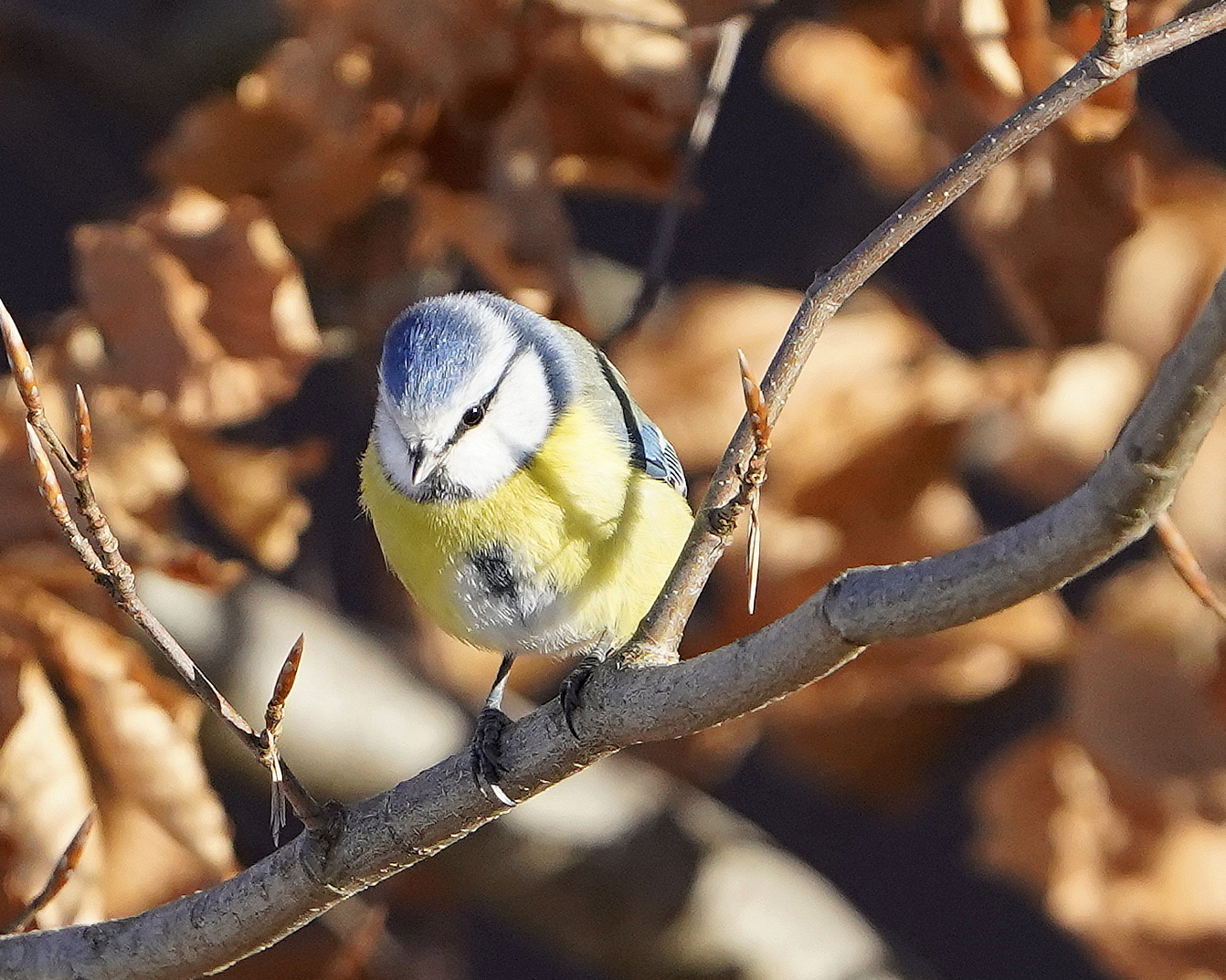 Blue on the beech tree