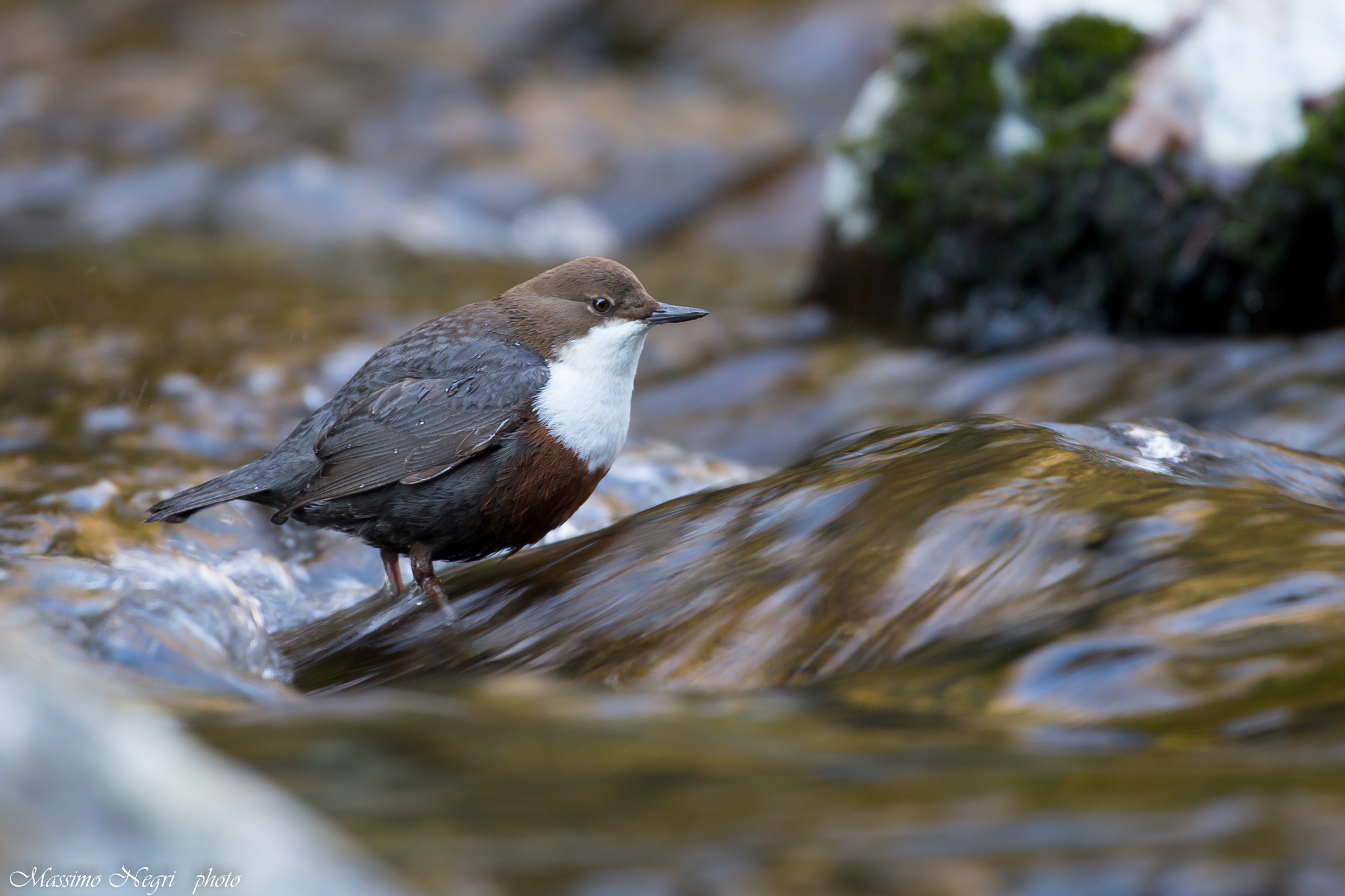 white-throated dipper