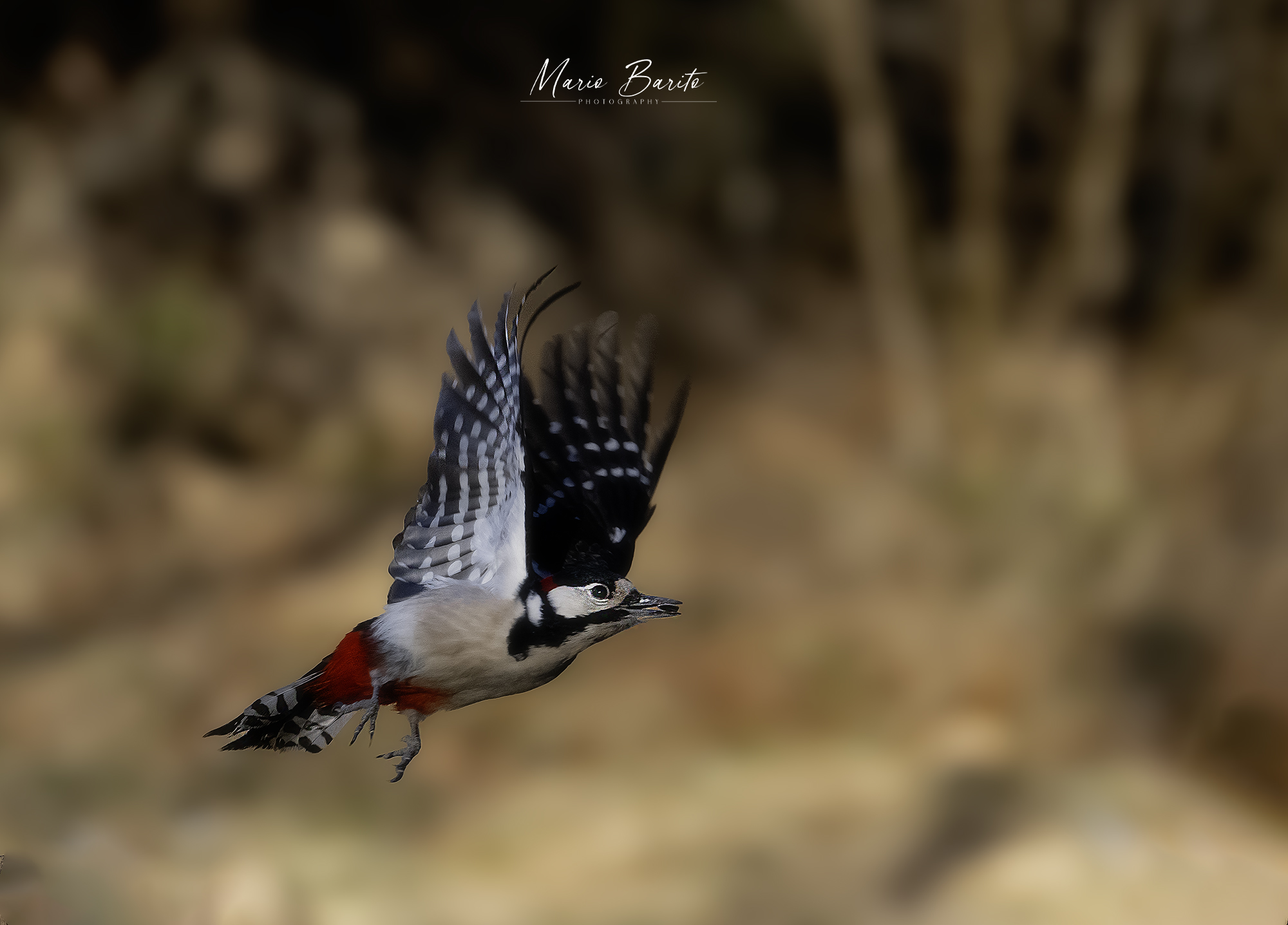 Great spotted woodpecker