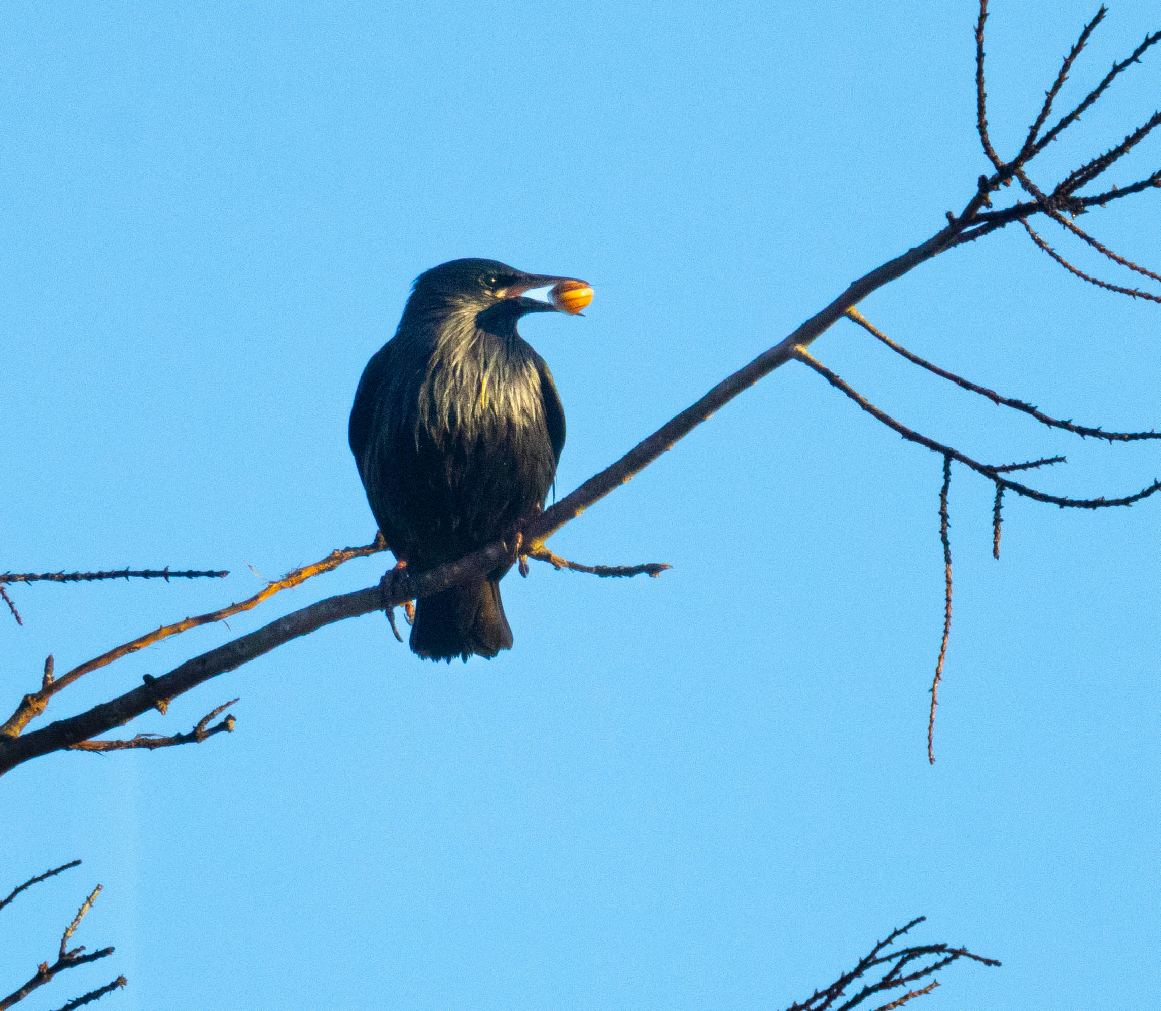 Black starling with a slumusca in its beak