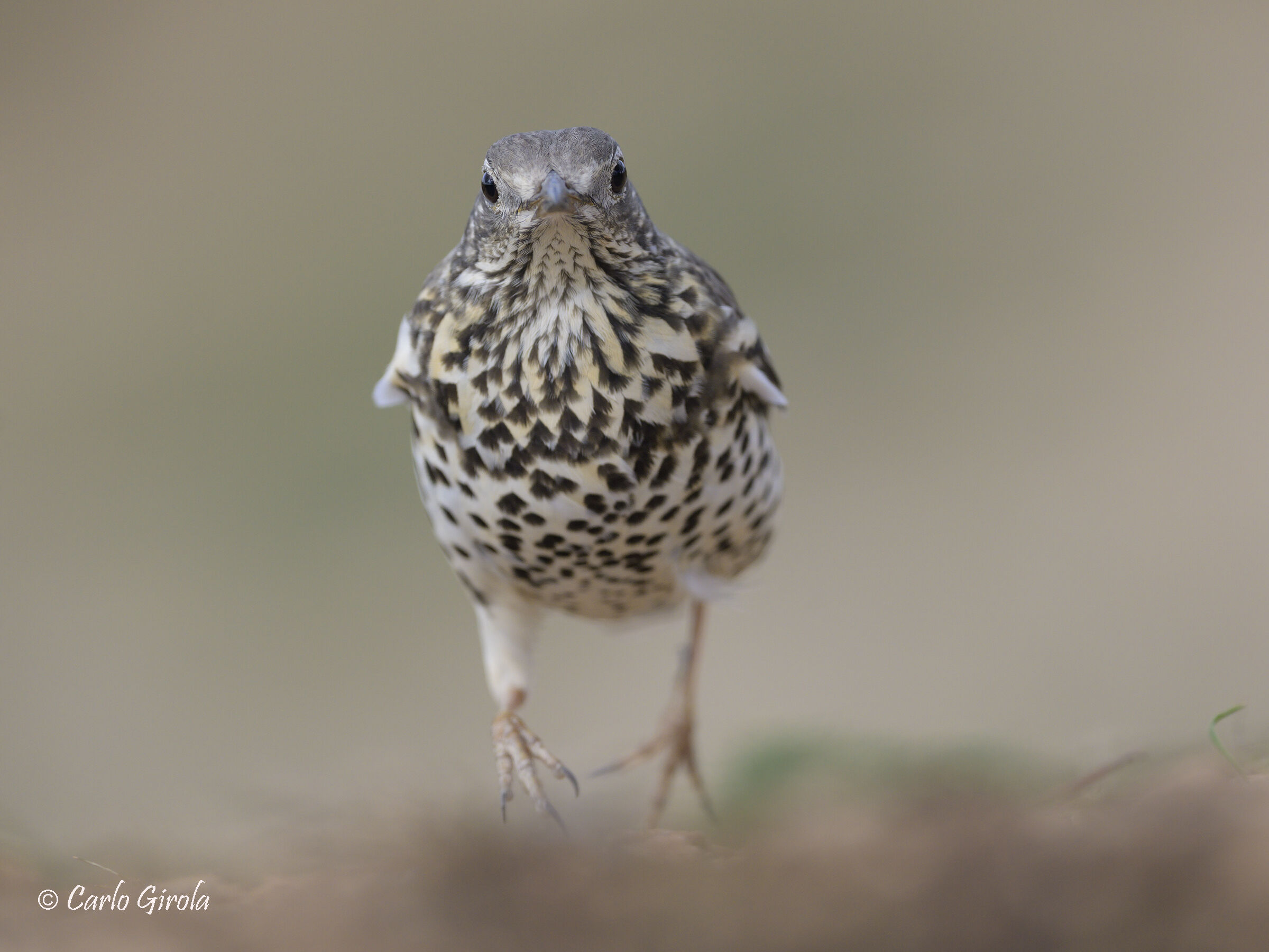 Thrush (Turdus viscivorus)
