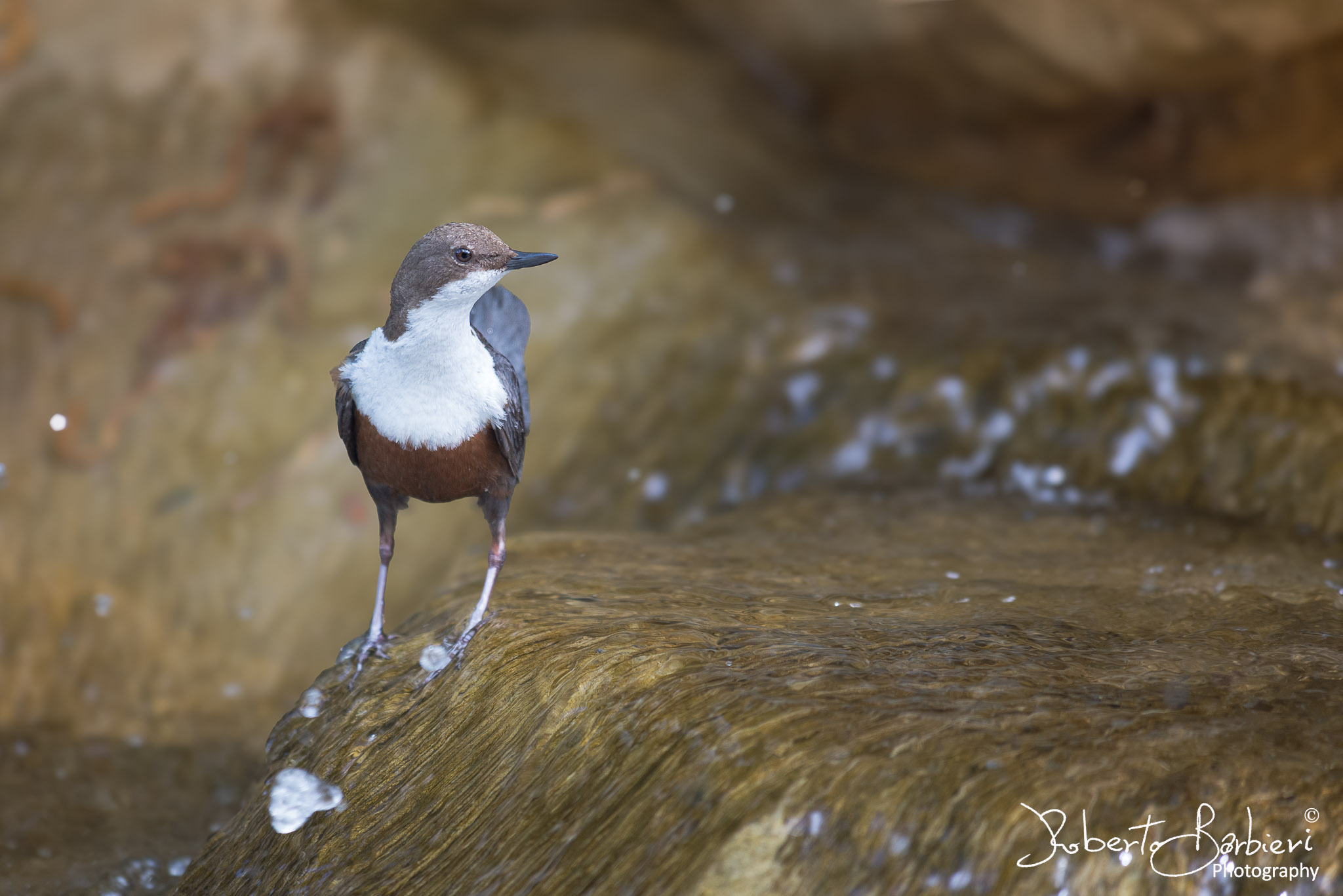 White-throated dipper