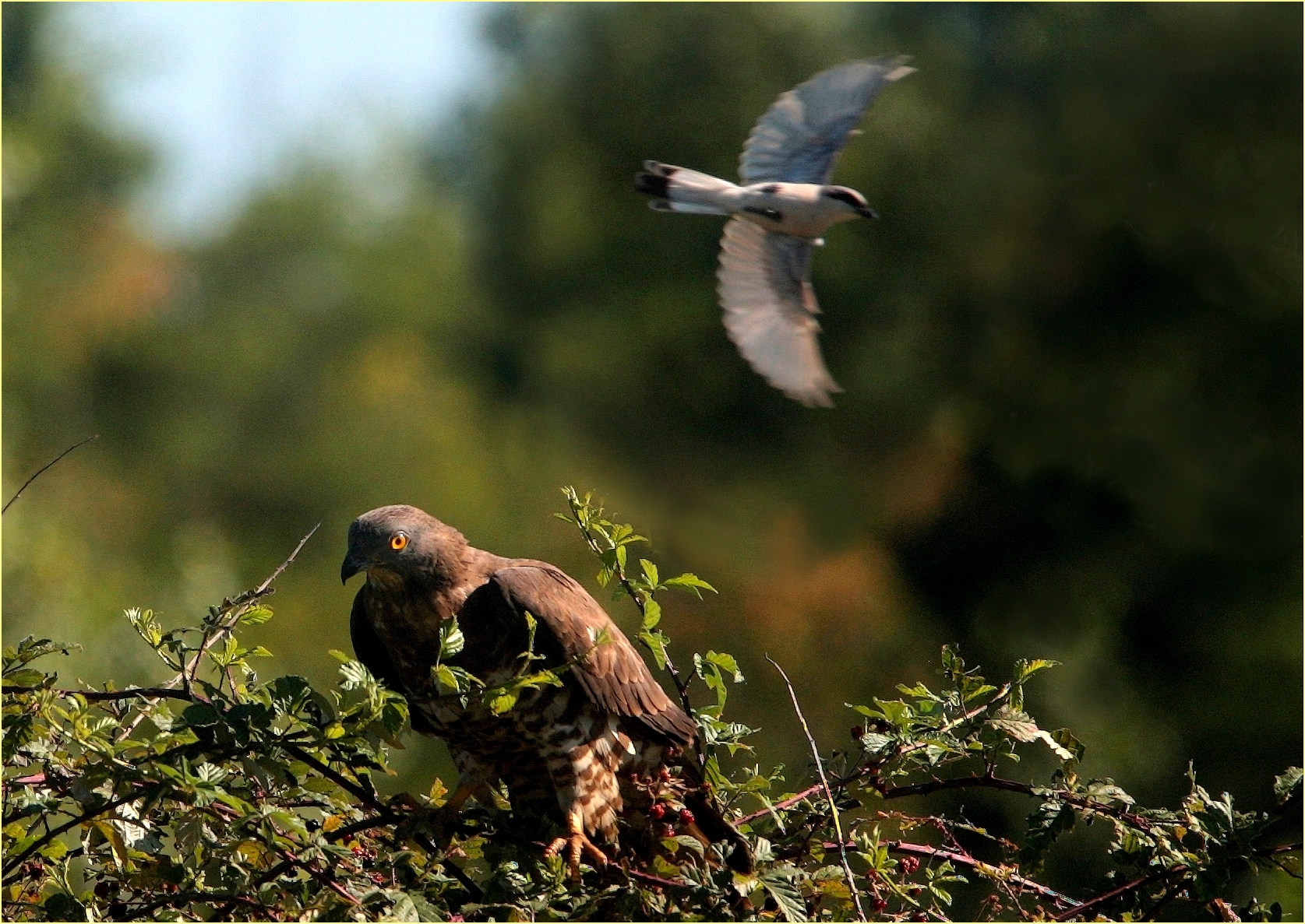 ''The Shrike and the Honey Buzzard''