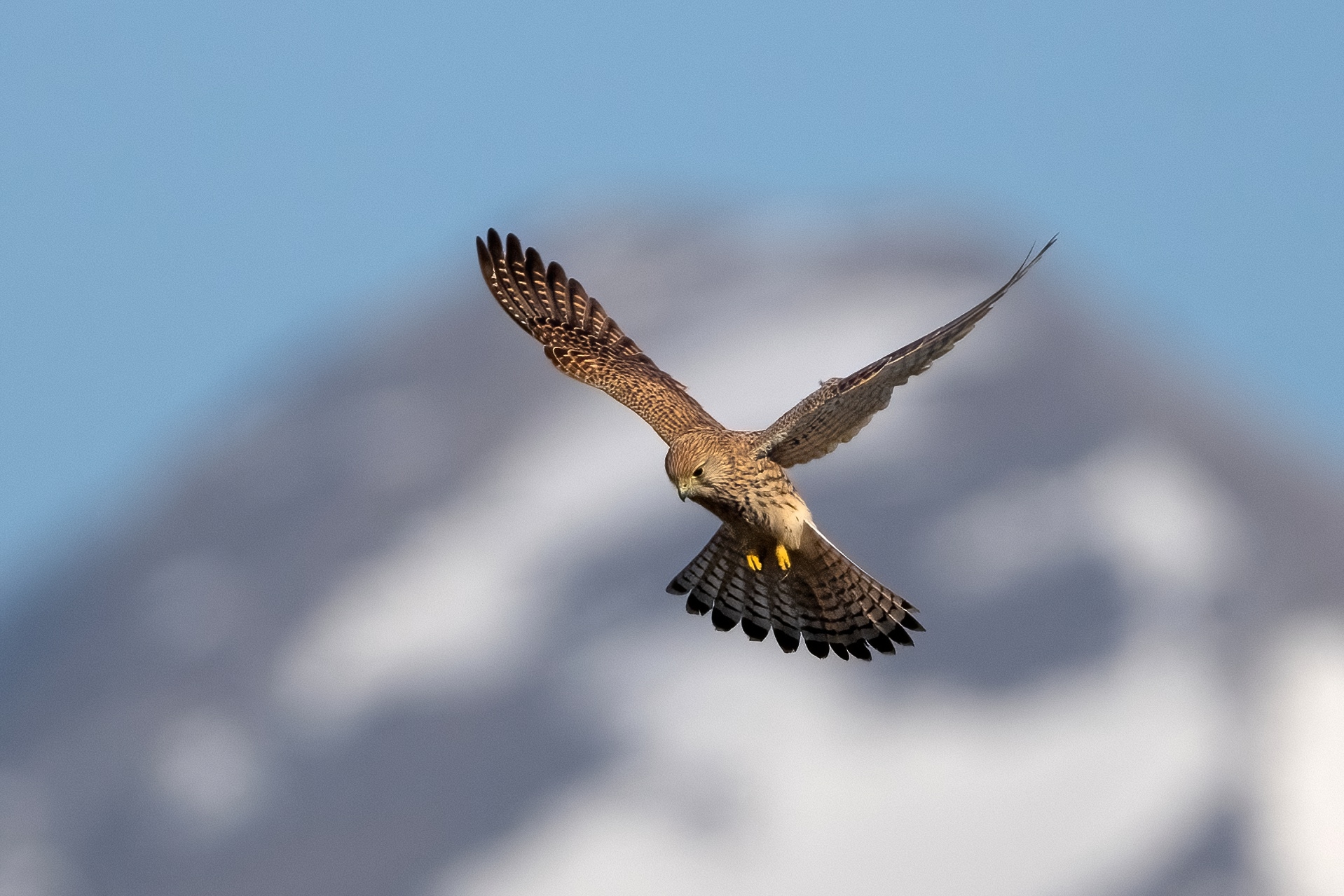 Gheppio (Falco tinnunculus)