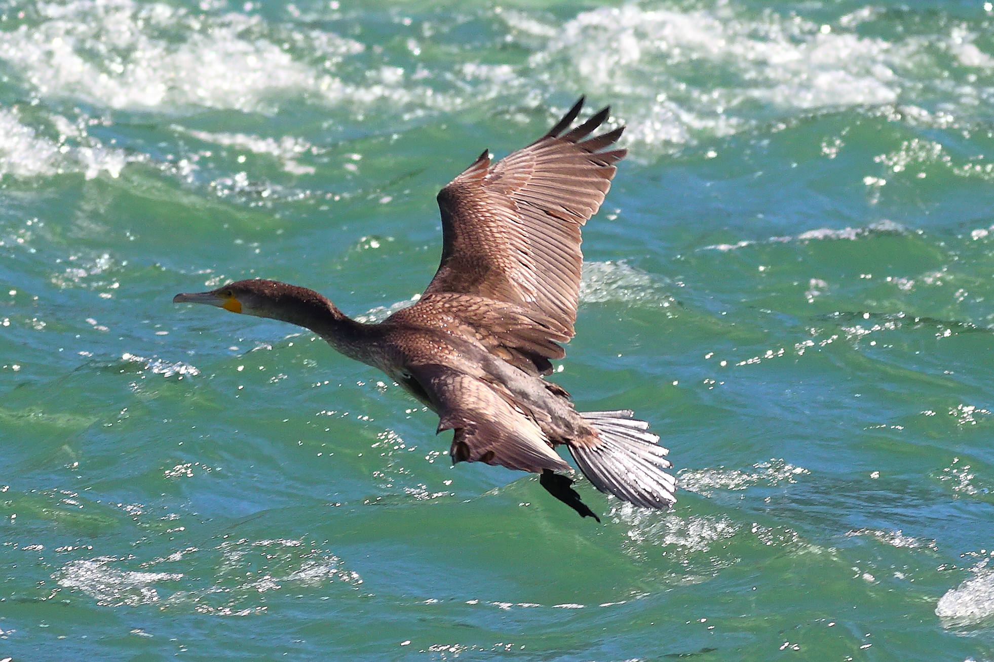 Cormorano 09 settembre 2024 - 0179