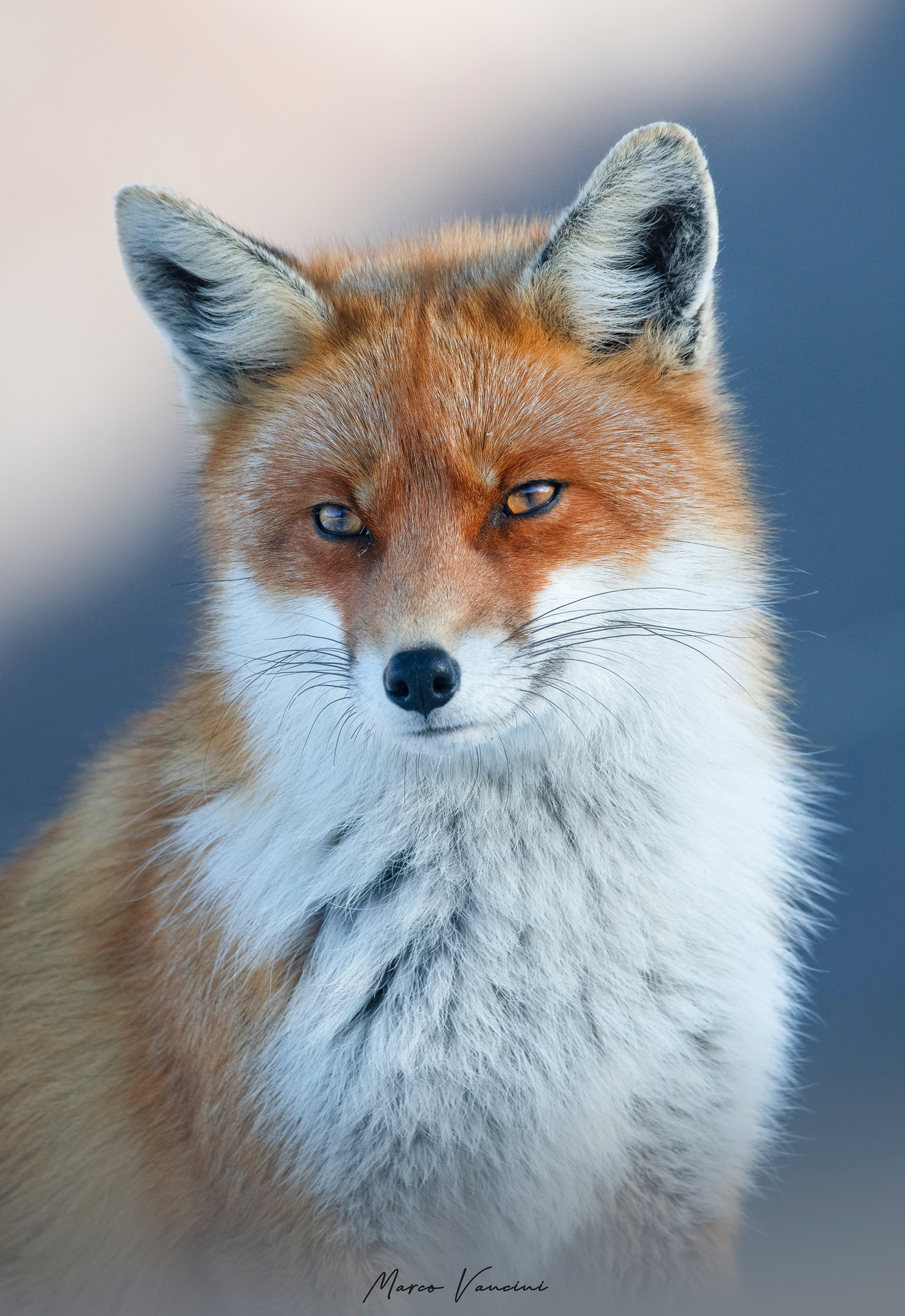 Beautiful fox