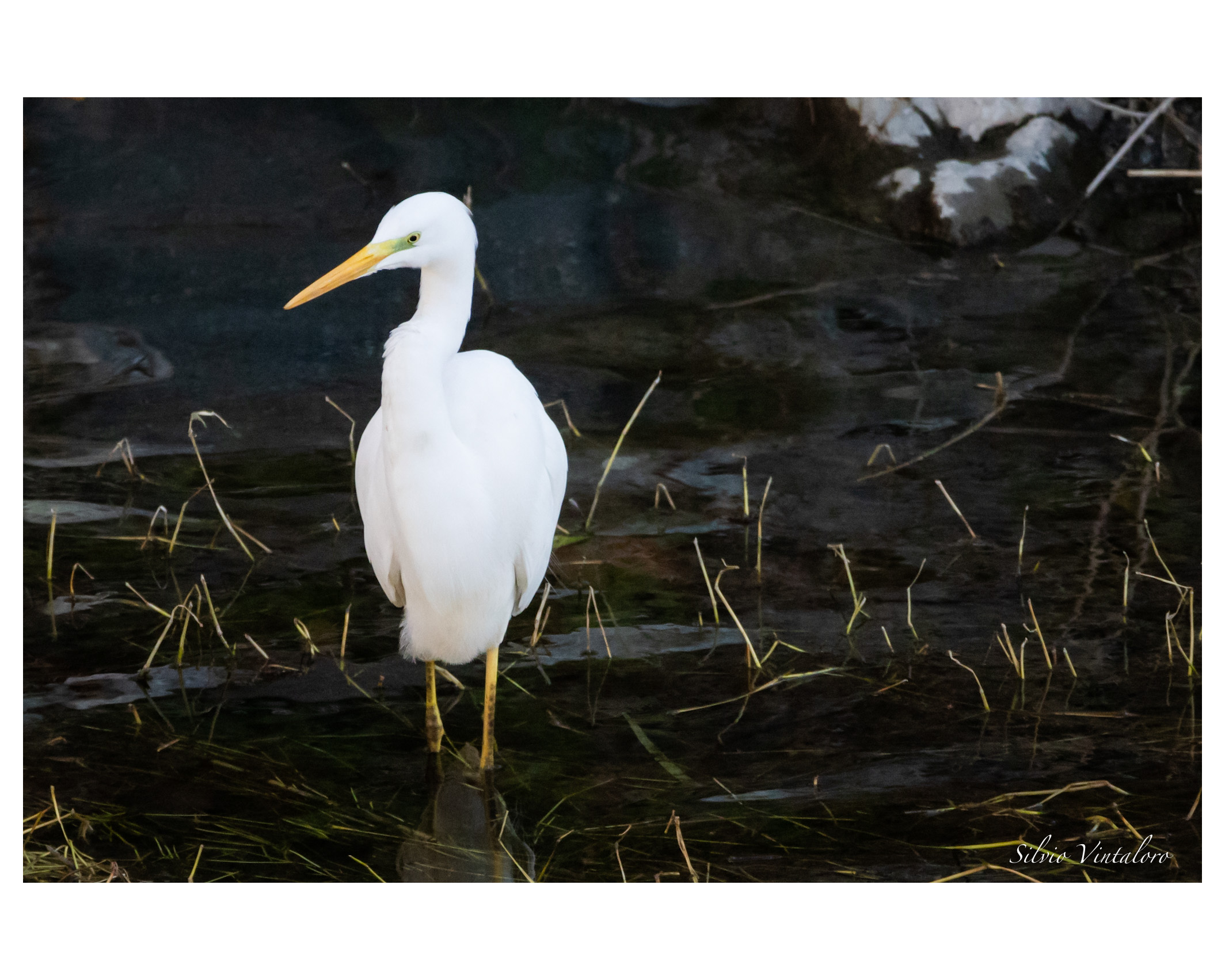Great White Heron