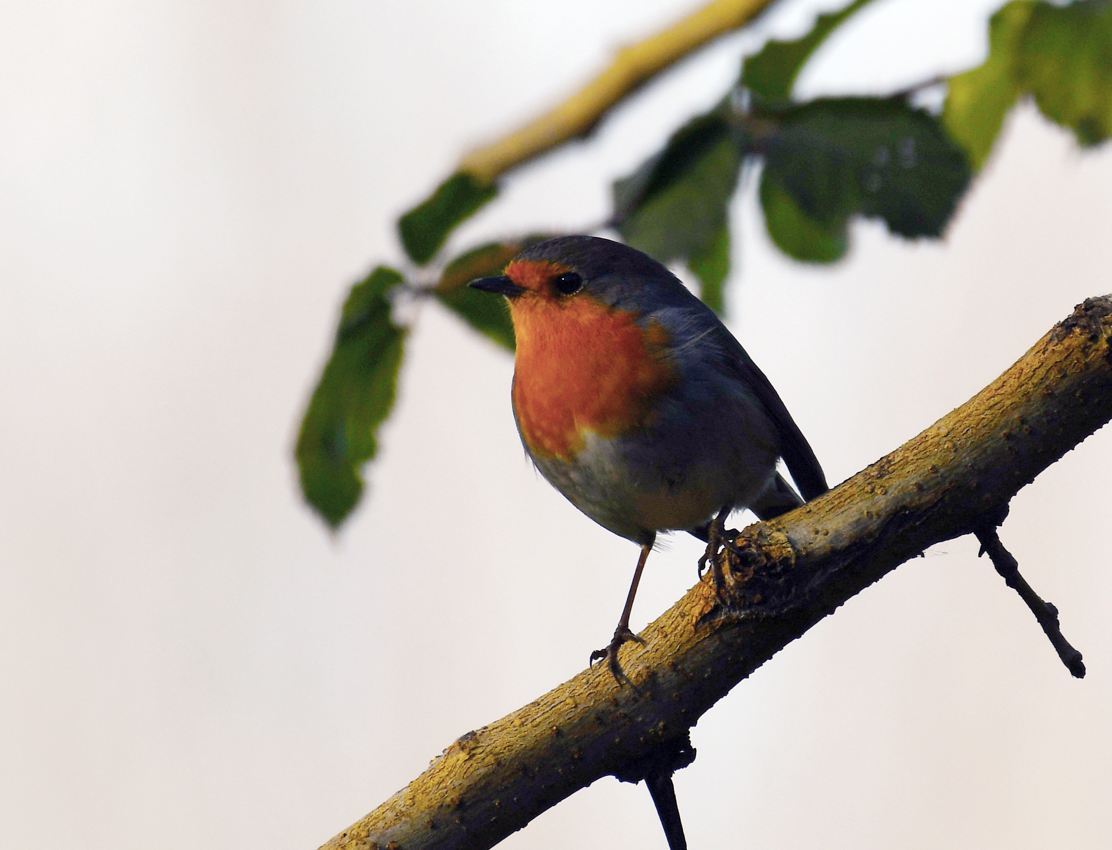 The Robin
