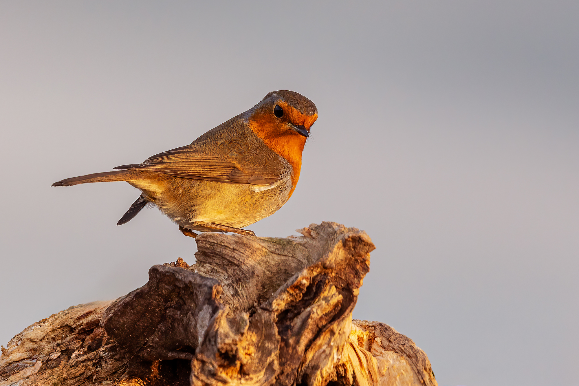 Robin