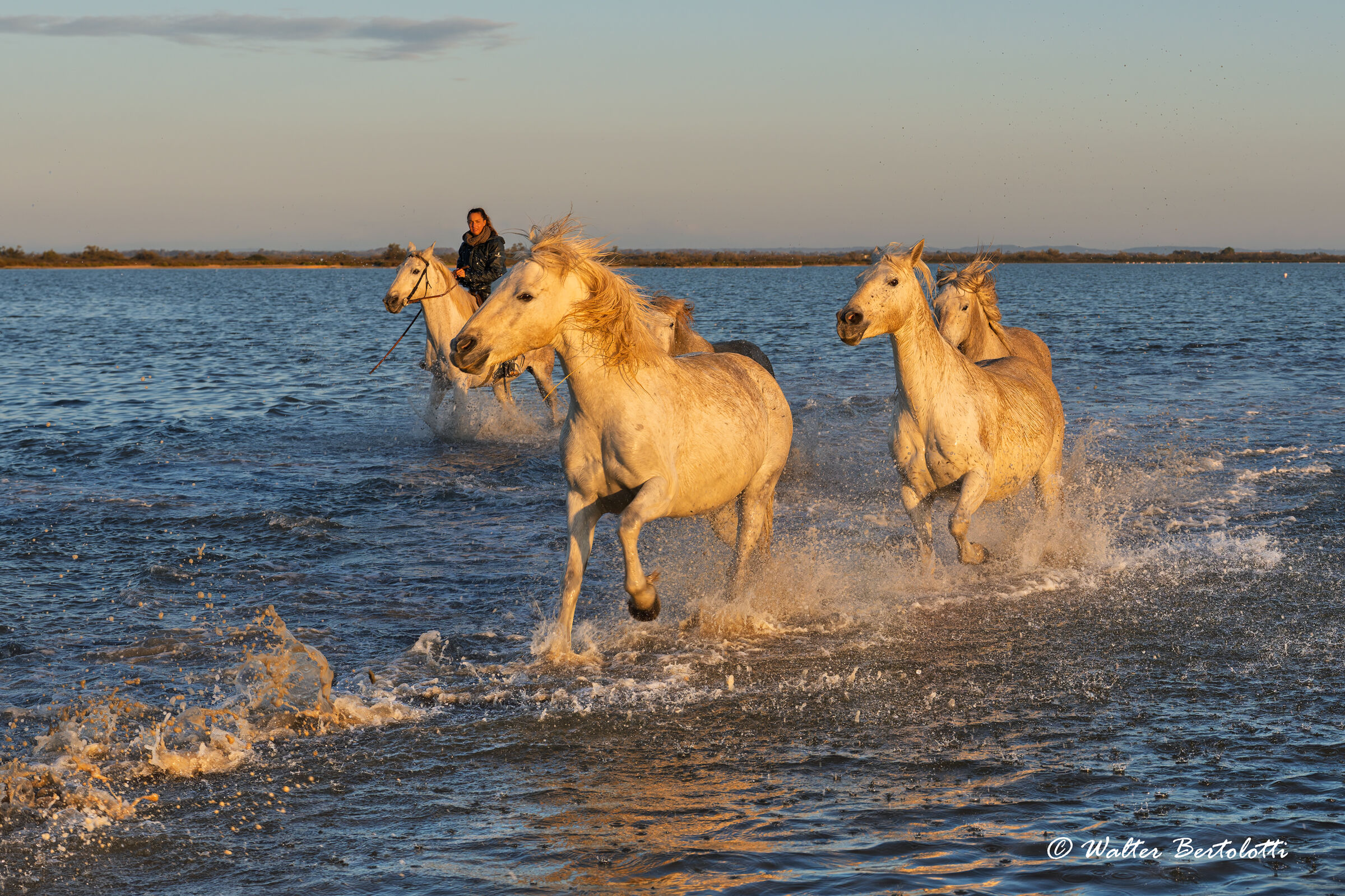 Working in the Camargue