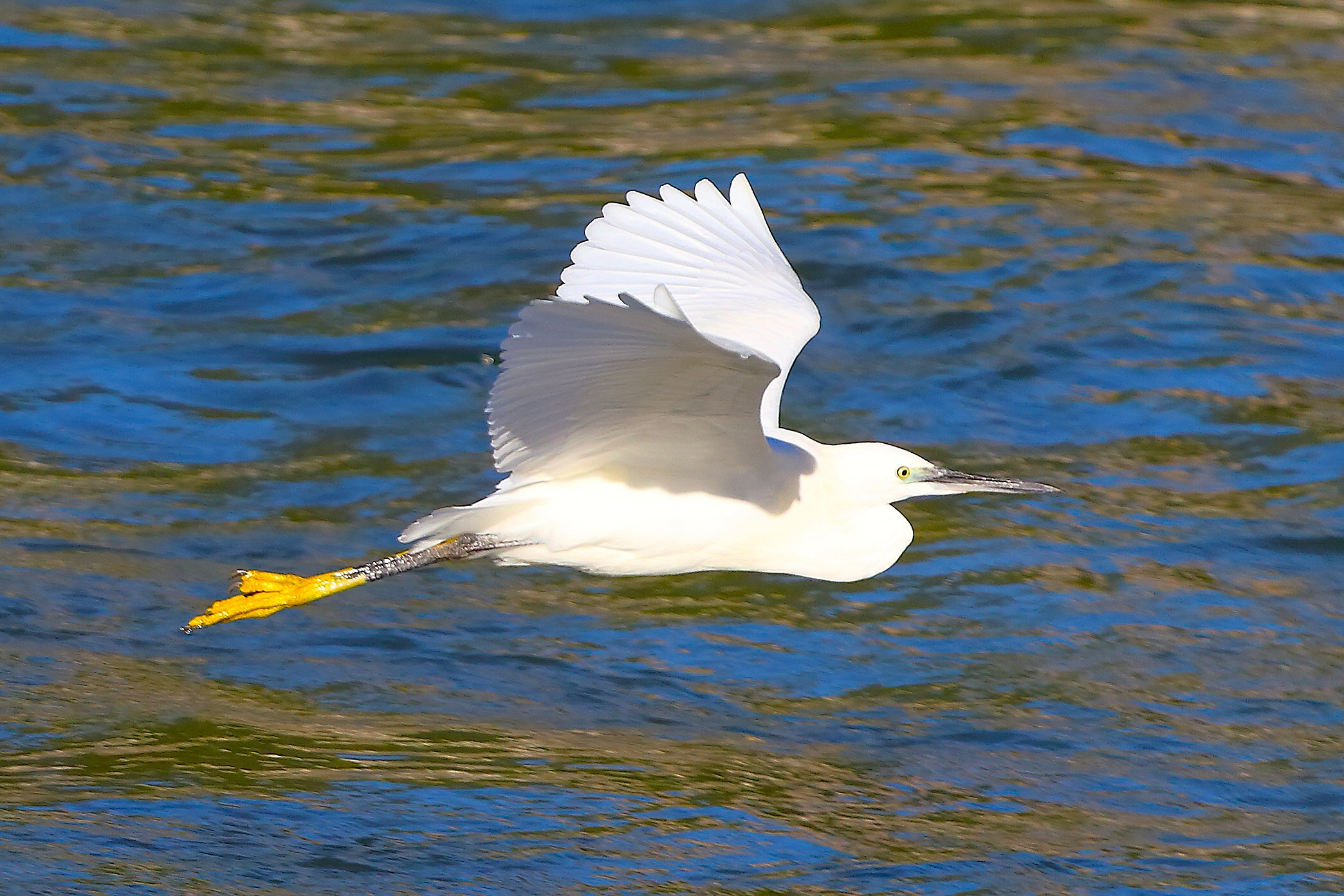 Garzetta 09 settembre 2024 - 0311