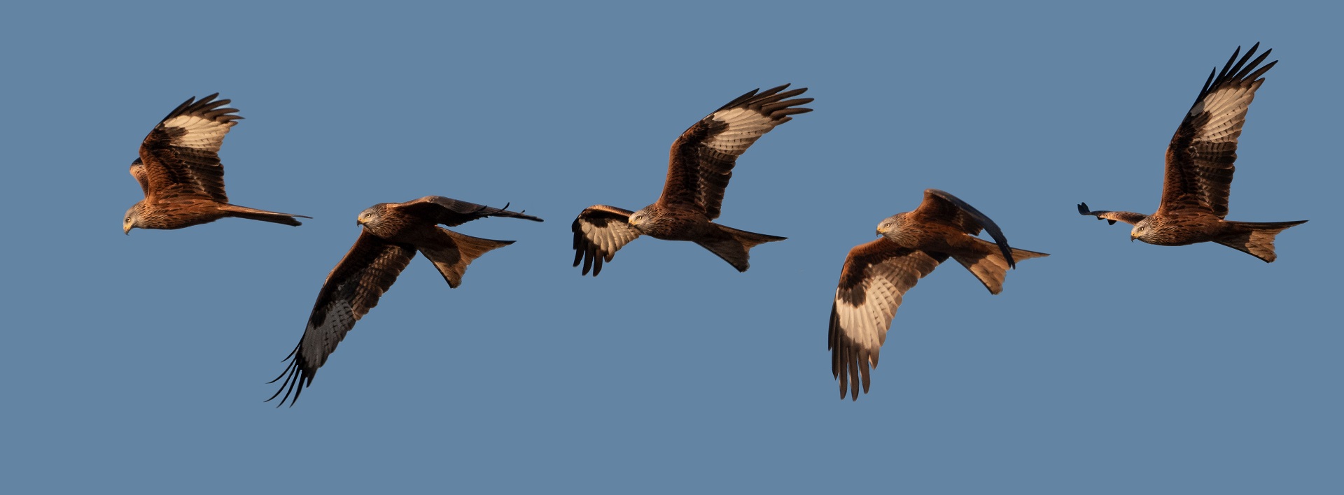 the flight of the Nibio