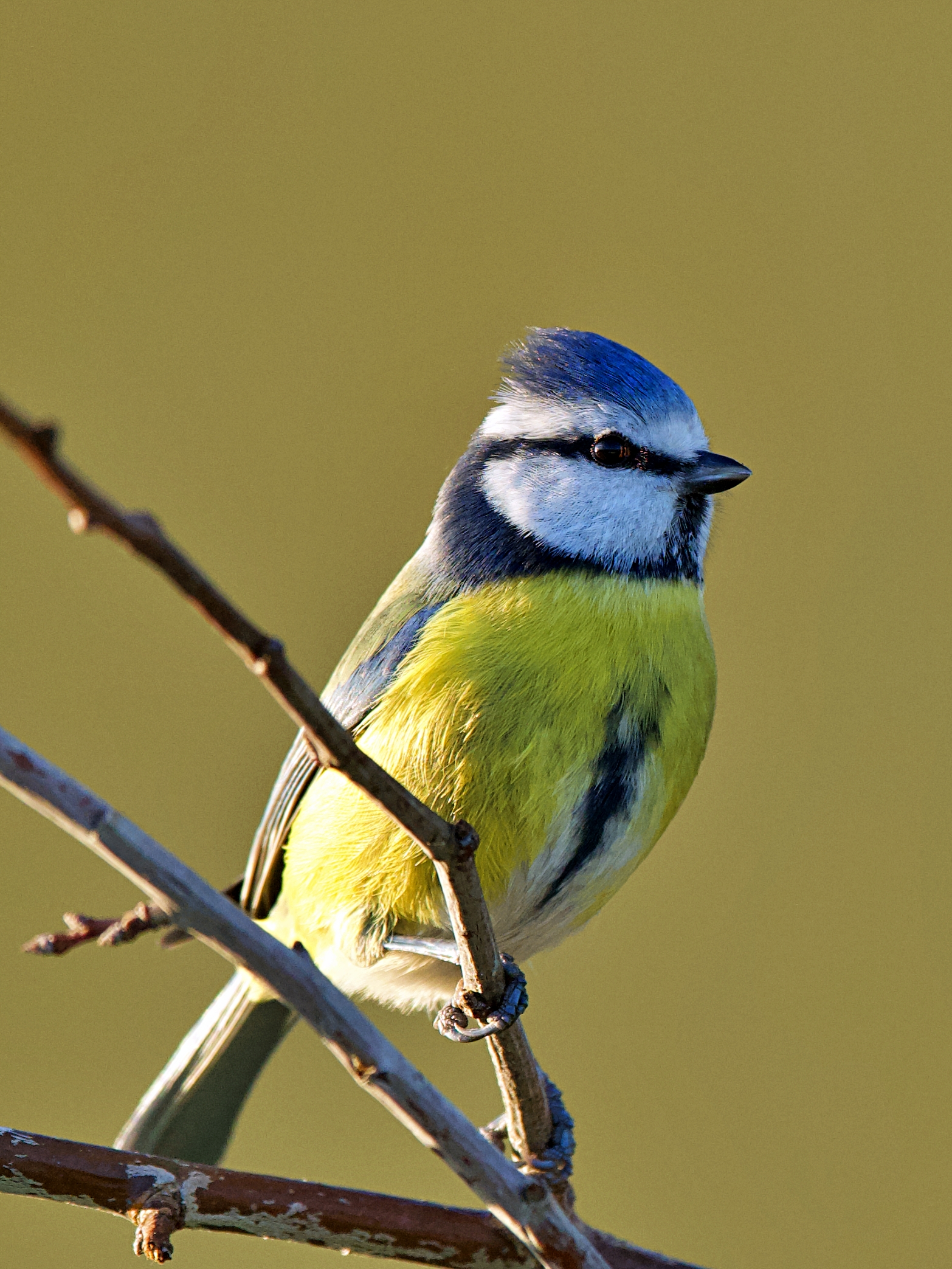 Ancora lei " cinciarella "