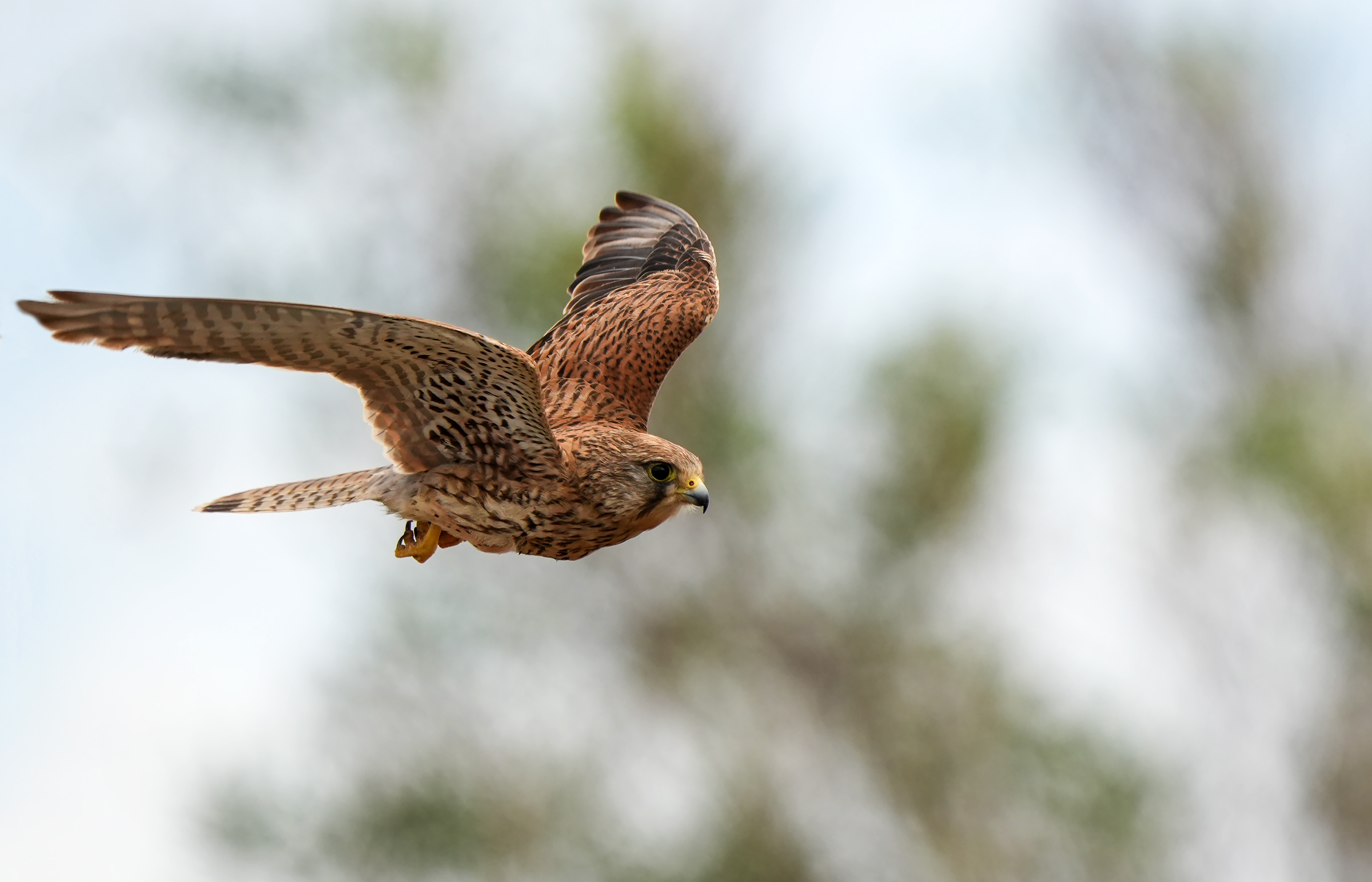 kestrel