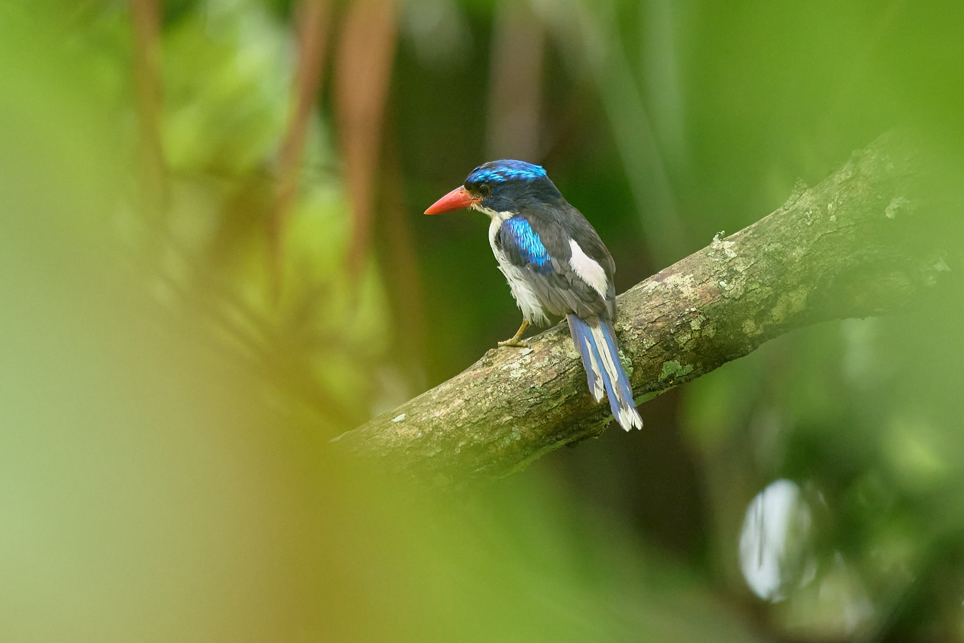 Martin pescatore del paradiso