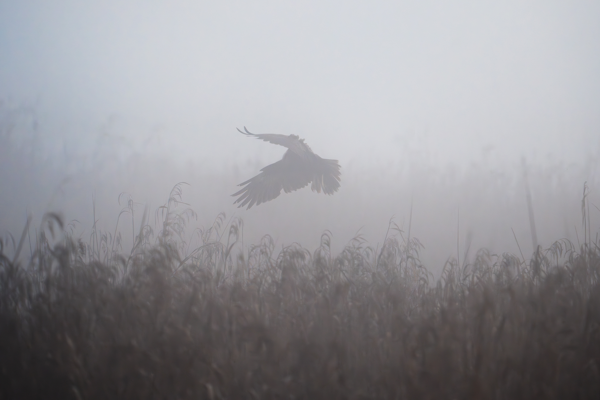 Hunter in the Fog