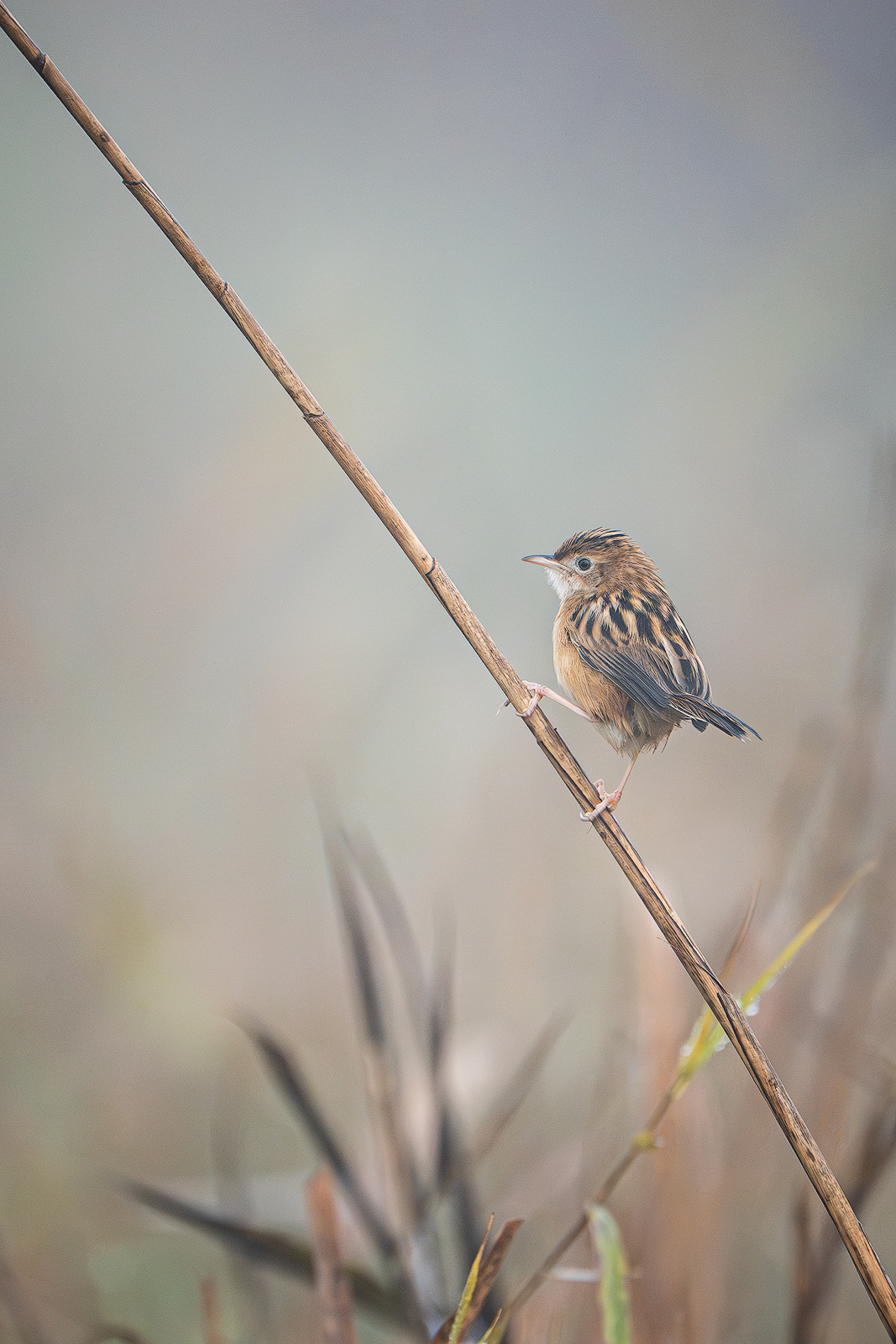 The tightrope walker