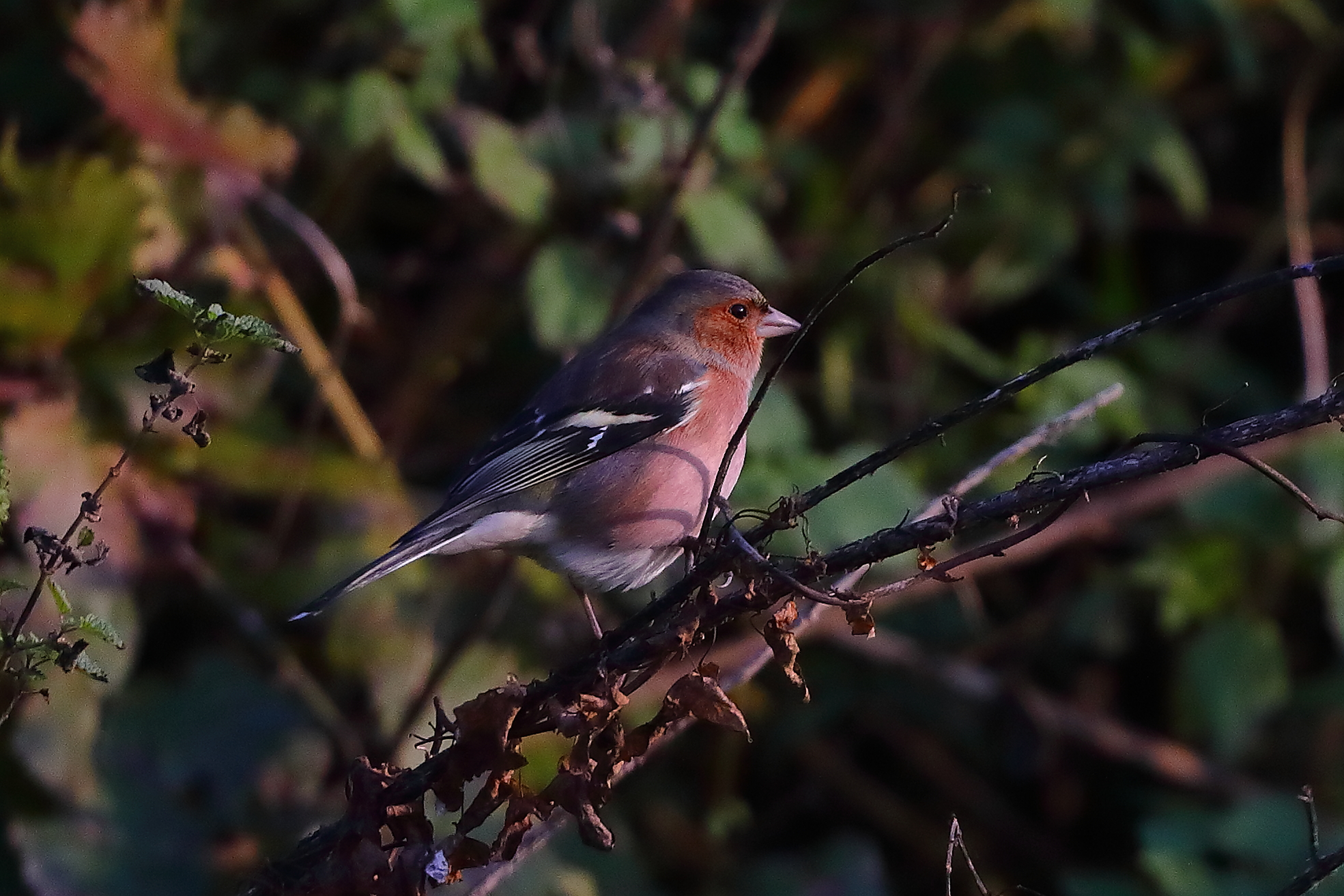 Fringuello 05 dicembre 2024 - 0038