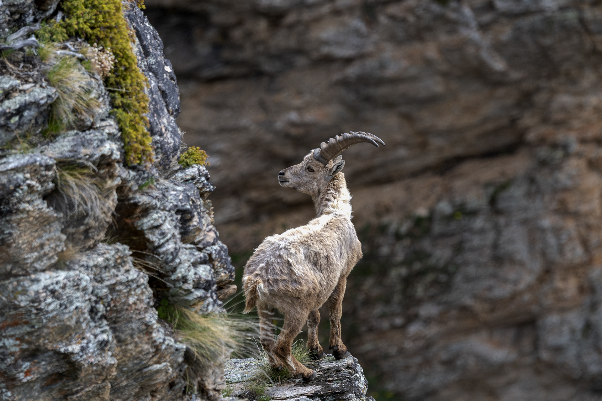 Ibex