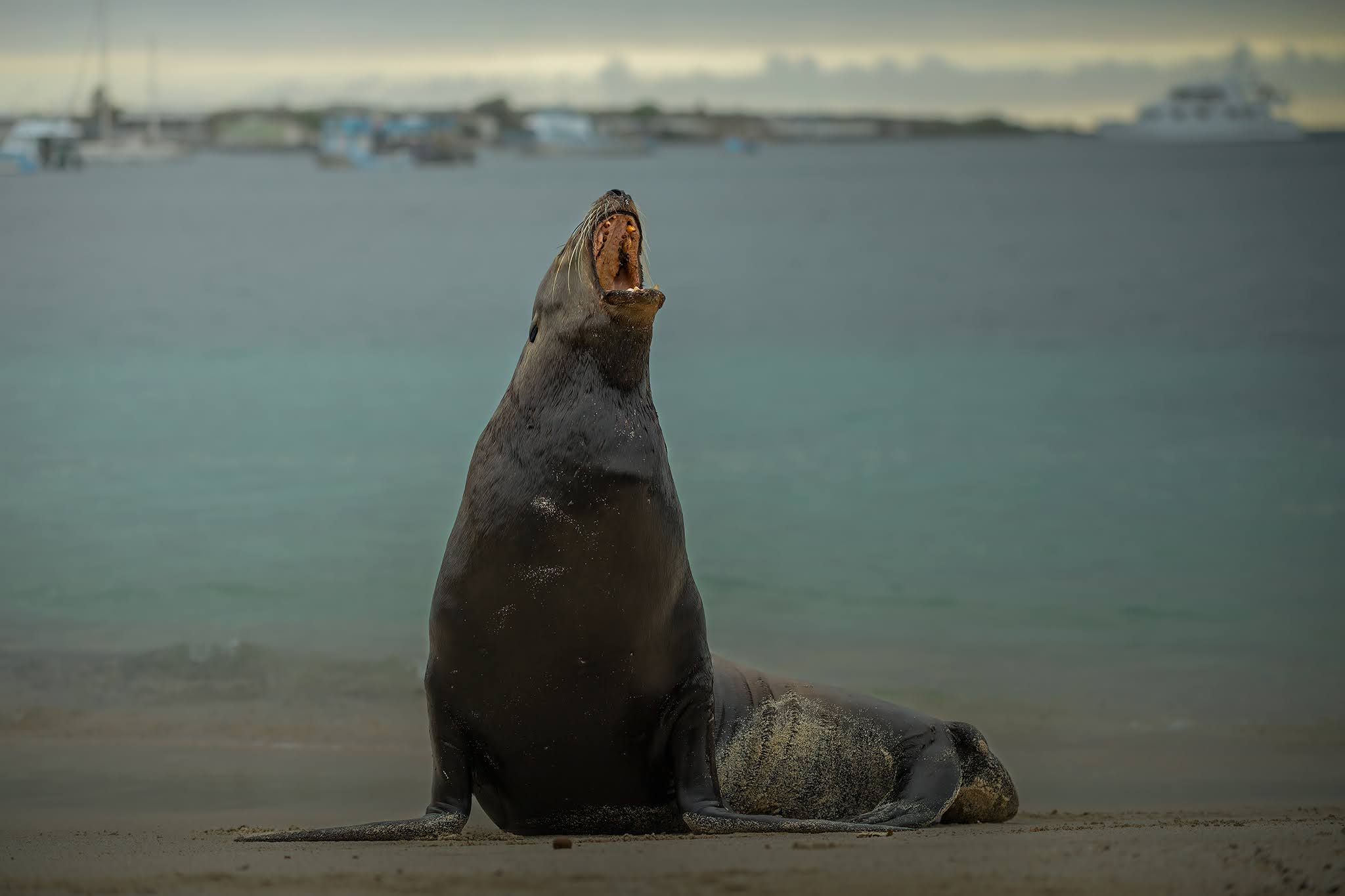 The yawn