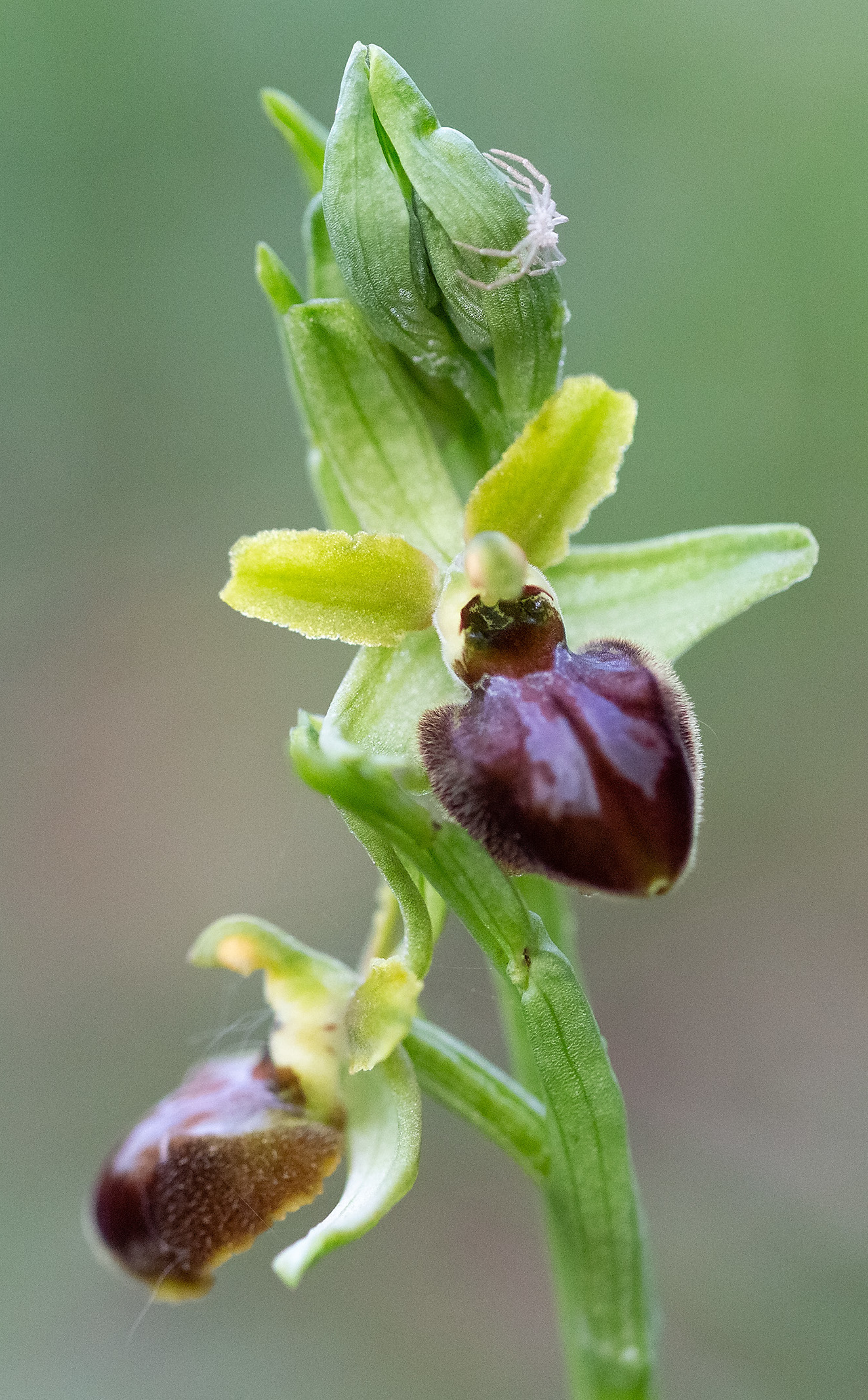 Ophrys