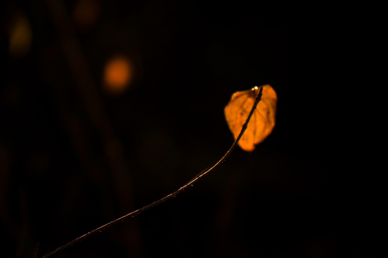Leaf