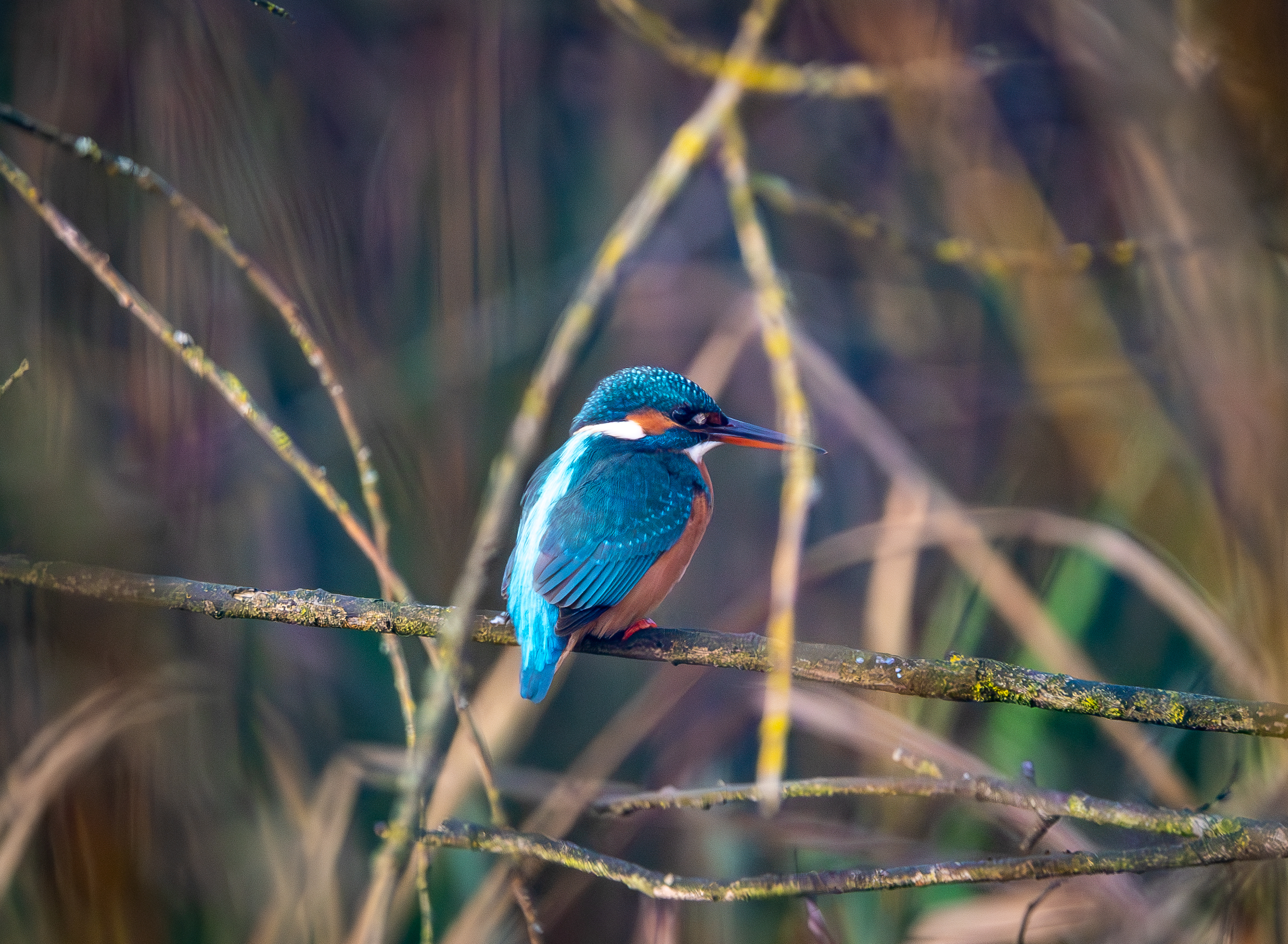 Kingfisher
