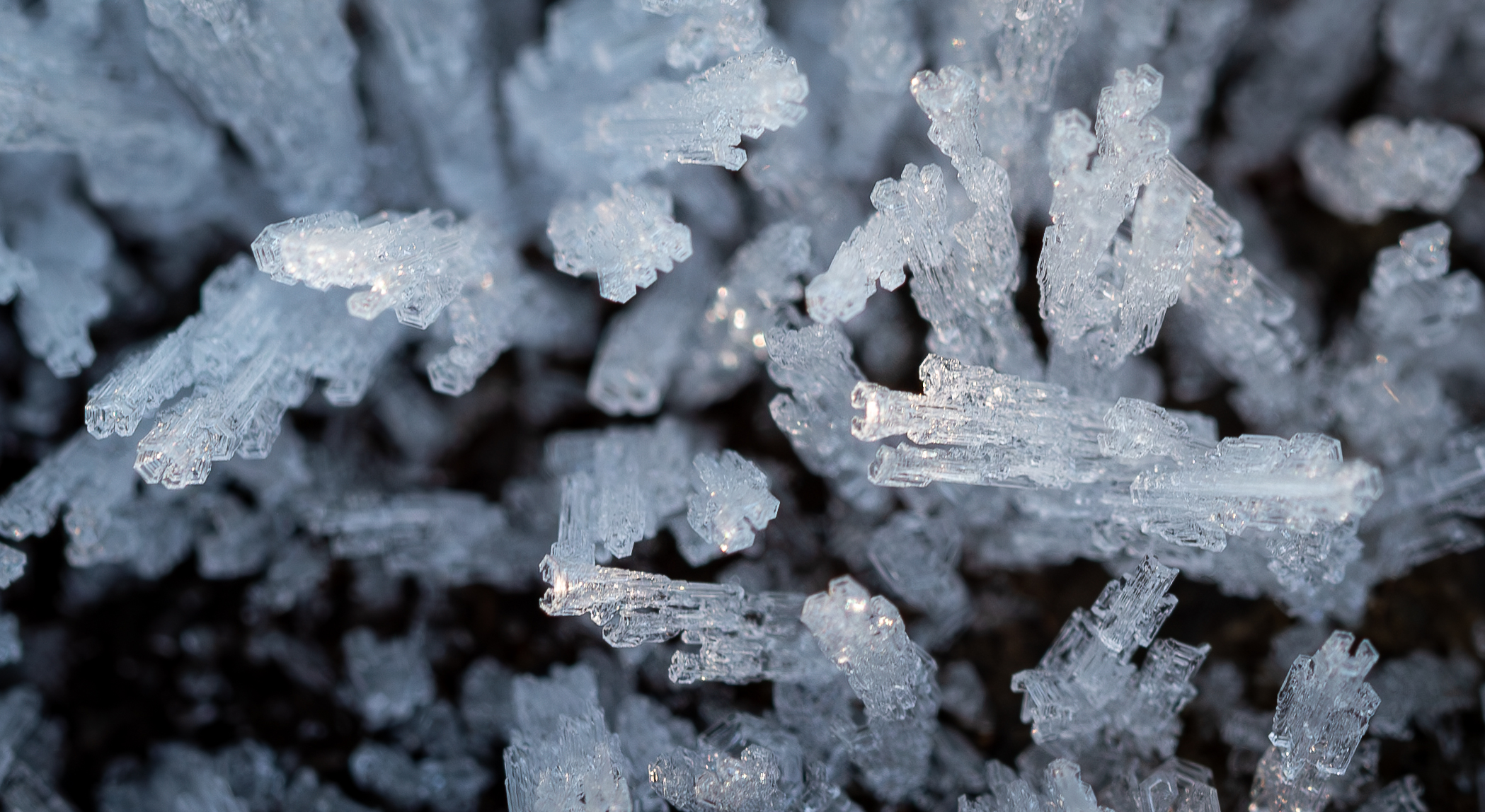 Beauty even in ice