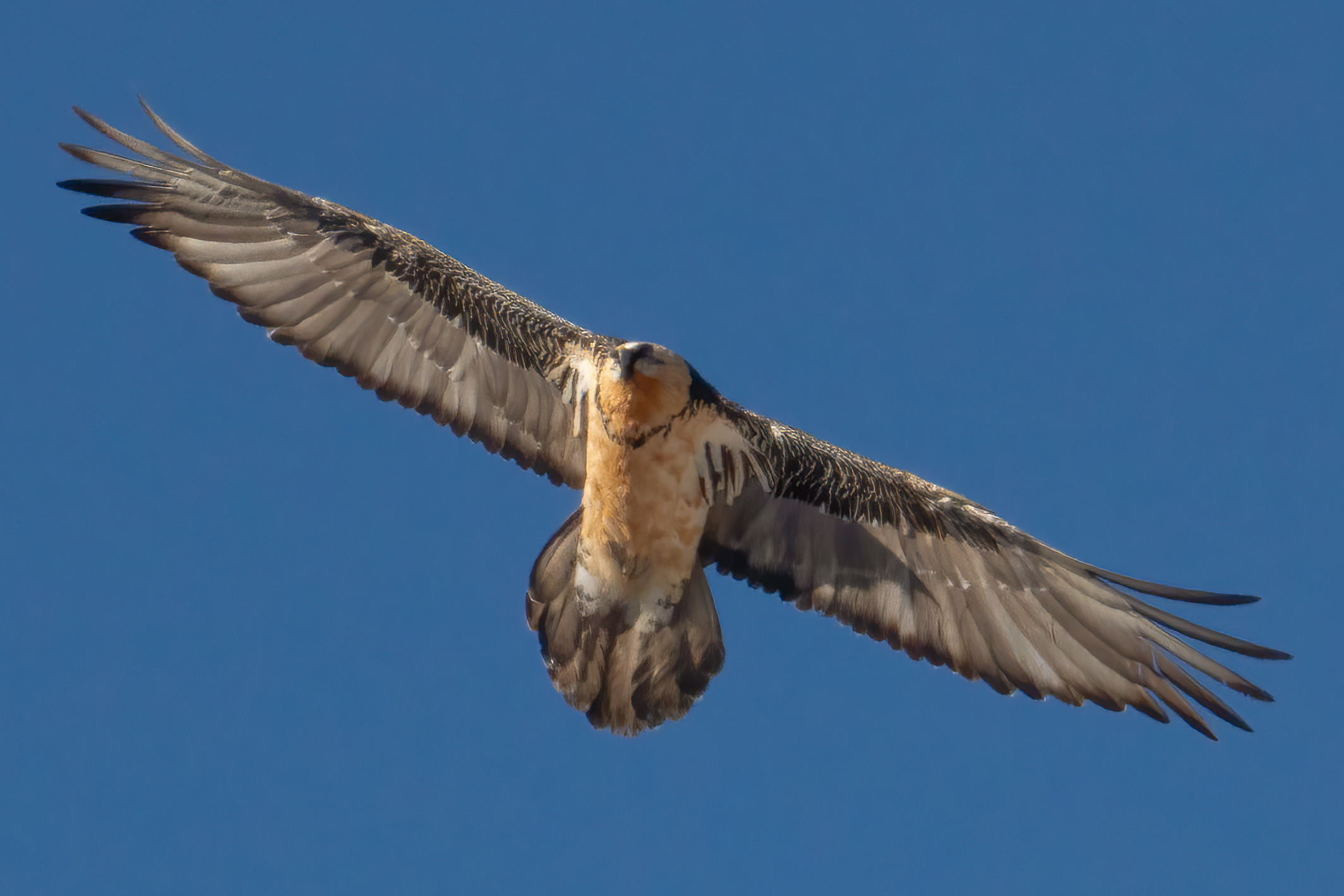 Bearded vulture-test with Super Resolution AI